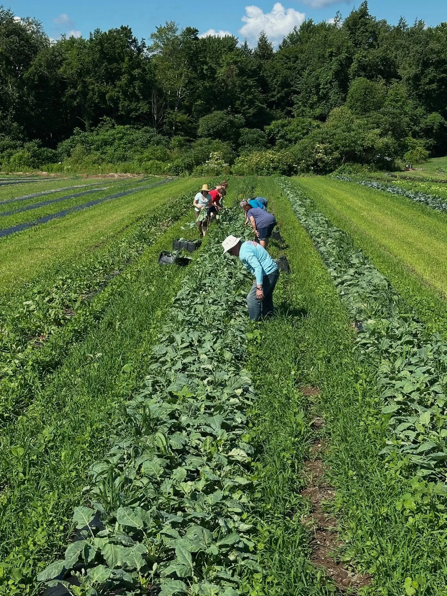 Picking kohlrabi and beet greens this morning for the CSA&rsquo;s delivery tomorrow. We have baby Bak Choi next for tomorrow and soon the snap peas will be ready to pick.