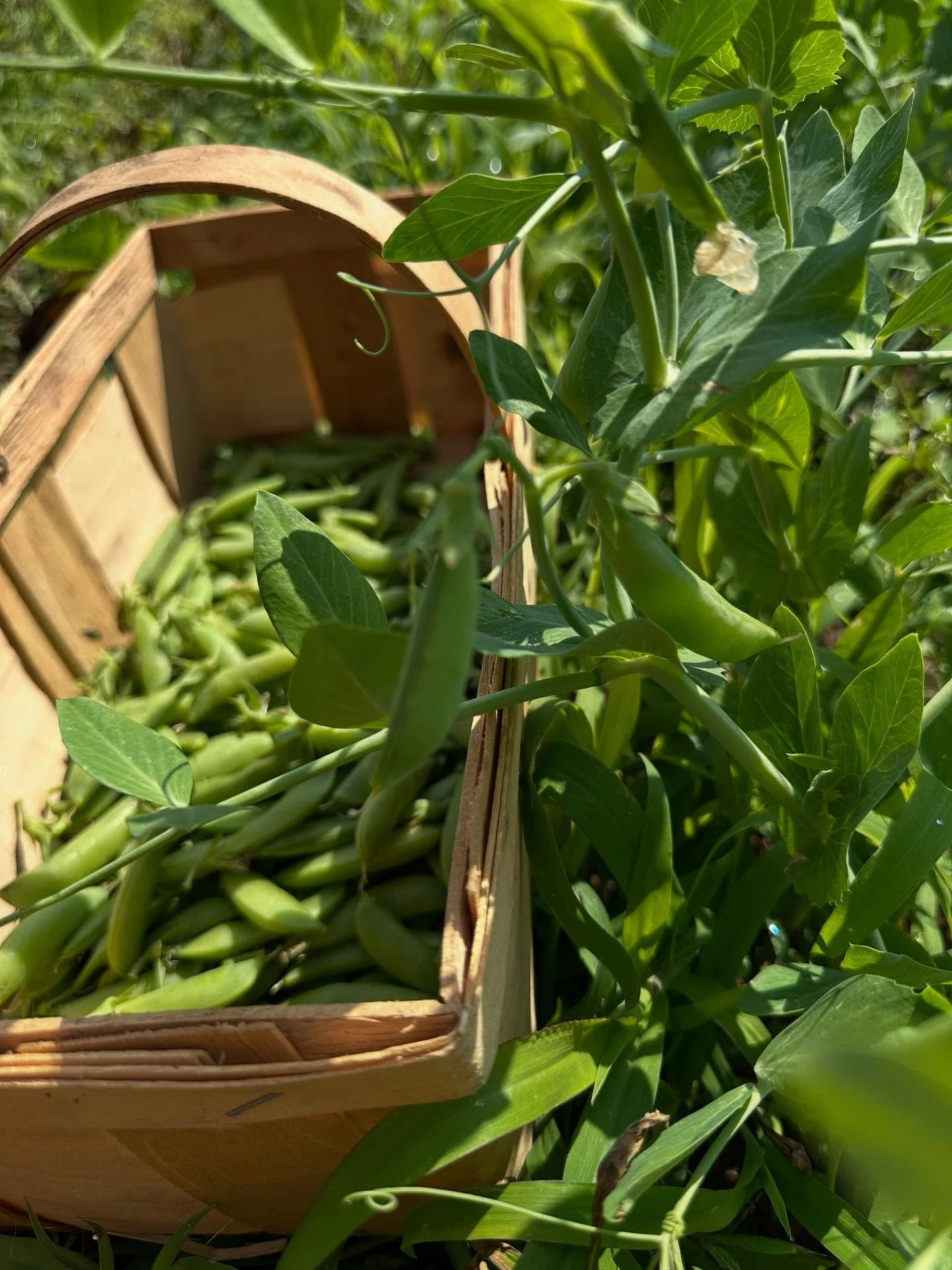 Picking snap peas today!