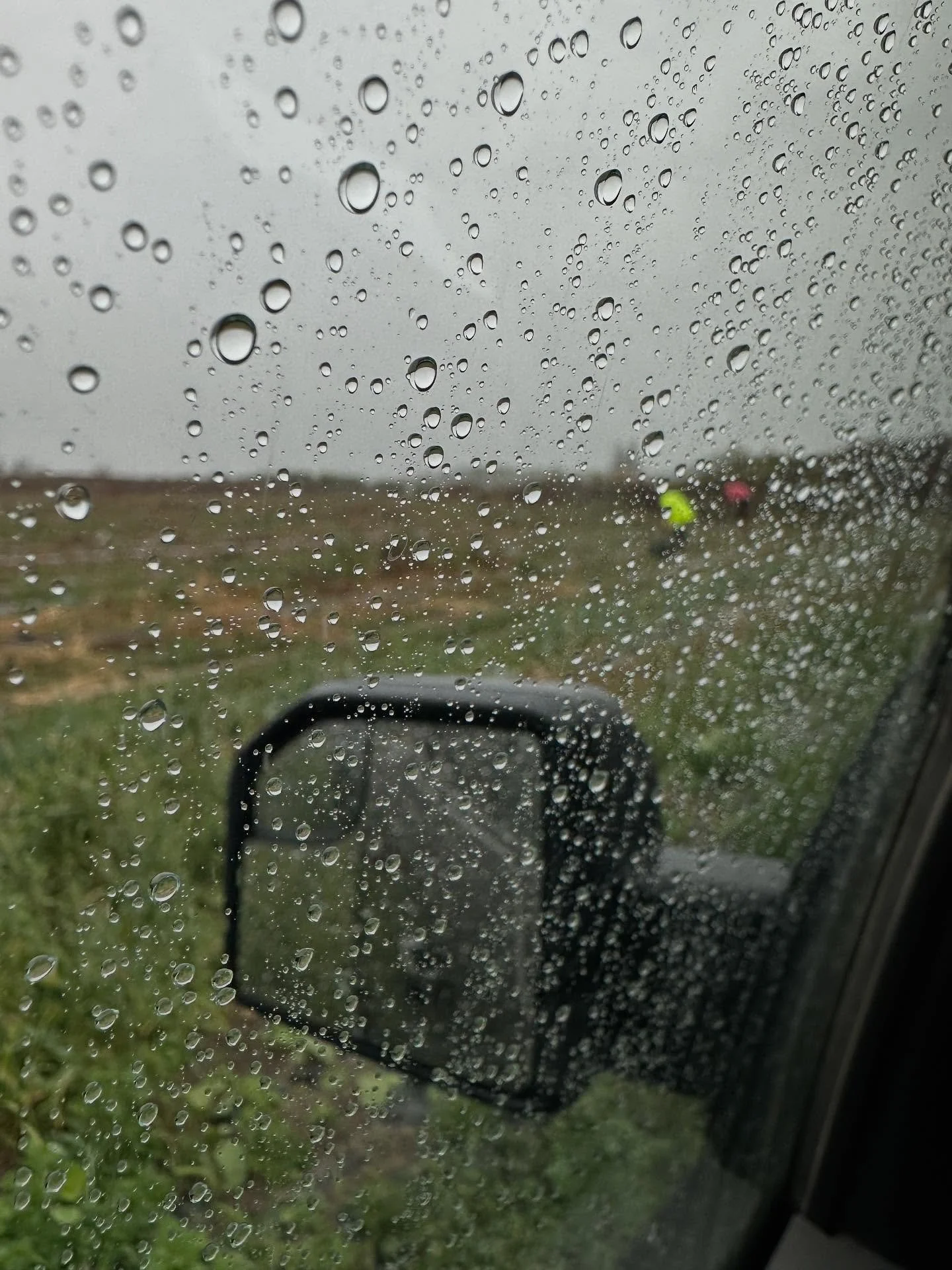 What a miserable day to have to be outside. Picking shallots in the rain is not our idea of fun. Leeks are done. We still have beets and kale to pick. At least the list is short today.