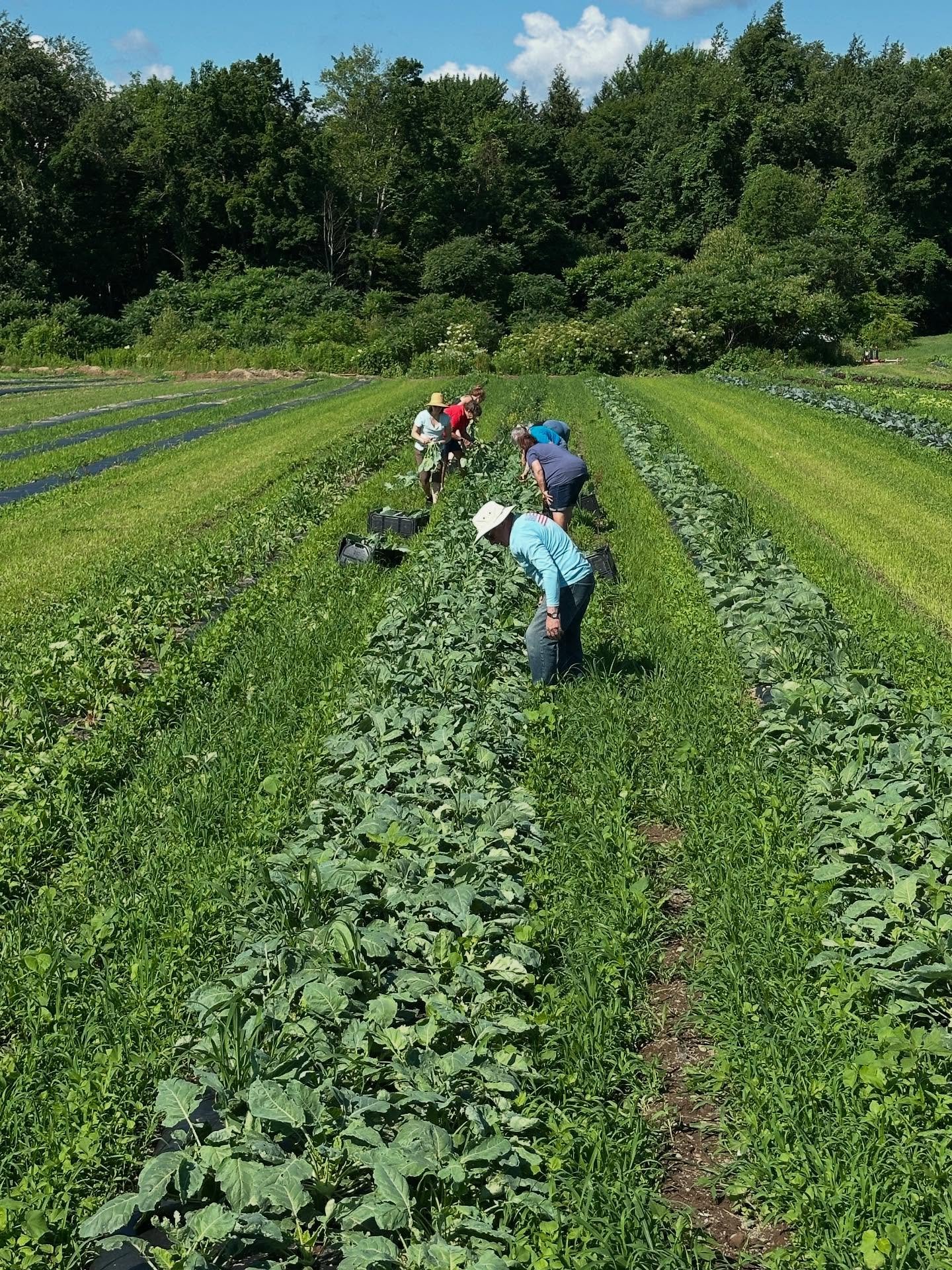 Picking kohlrabi and beet greens this morning for the CSA&rsquo;s delivery tomorrow. We have baby Bak Choi next for tomorrow and soon the snap peas will be ready to pick.