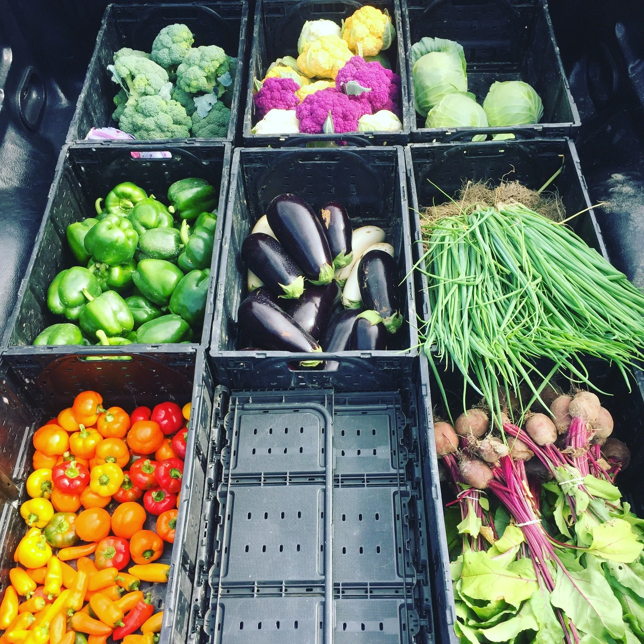 Because we are local we are not trying to get our produce to the consumer faster.  We aren't trying to speed up the growing process.  We patiently wait for our veggies to be ready.  To be picked at the peak of ripeness.  Community Supported Agricultu