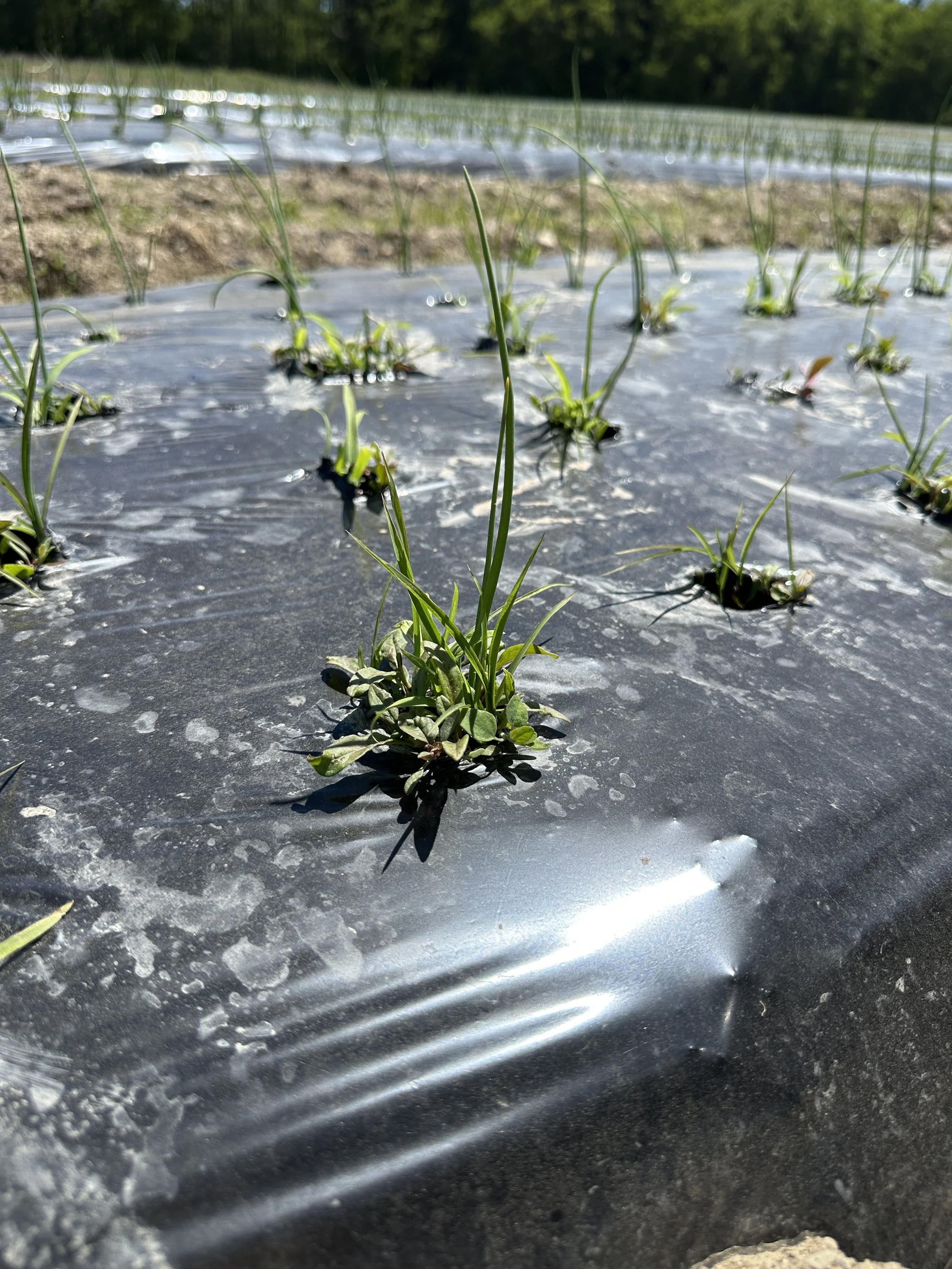 Rooting Out the Weeds