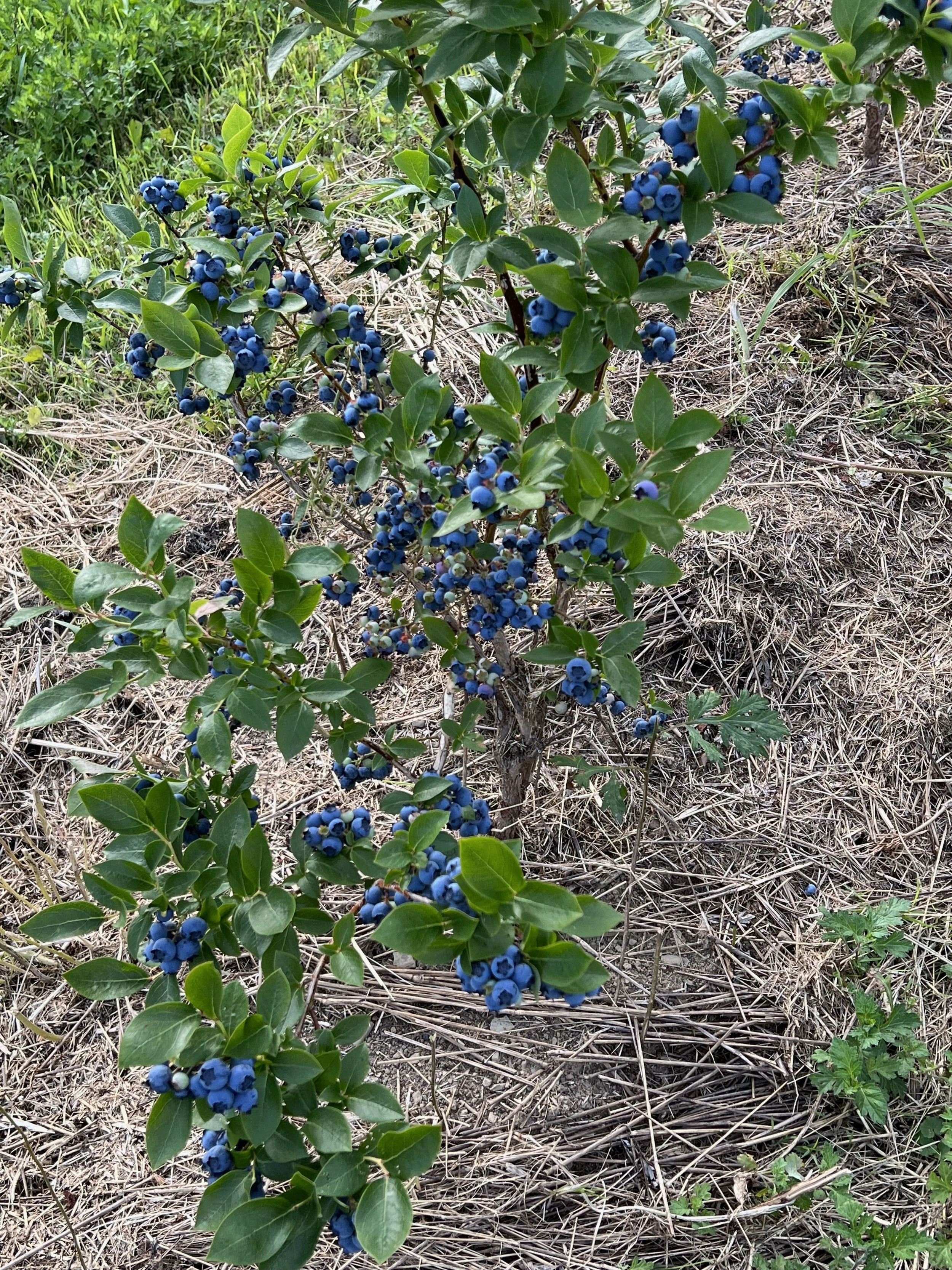 Berry Brigade Volunteer Event
