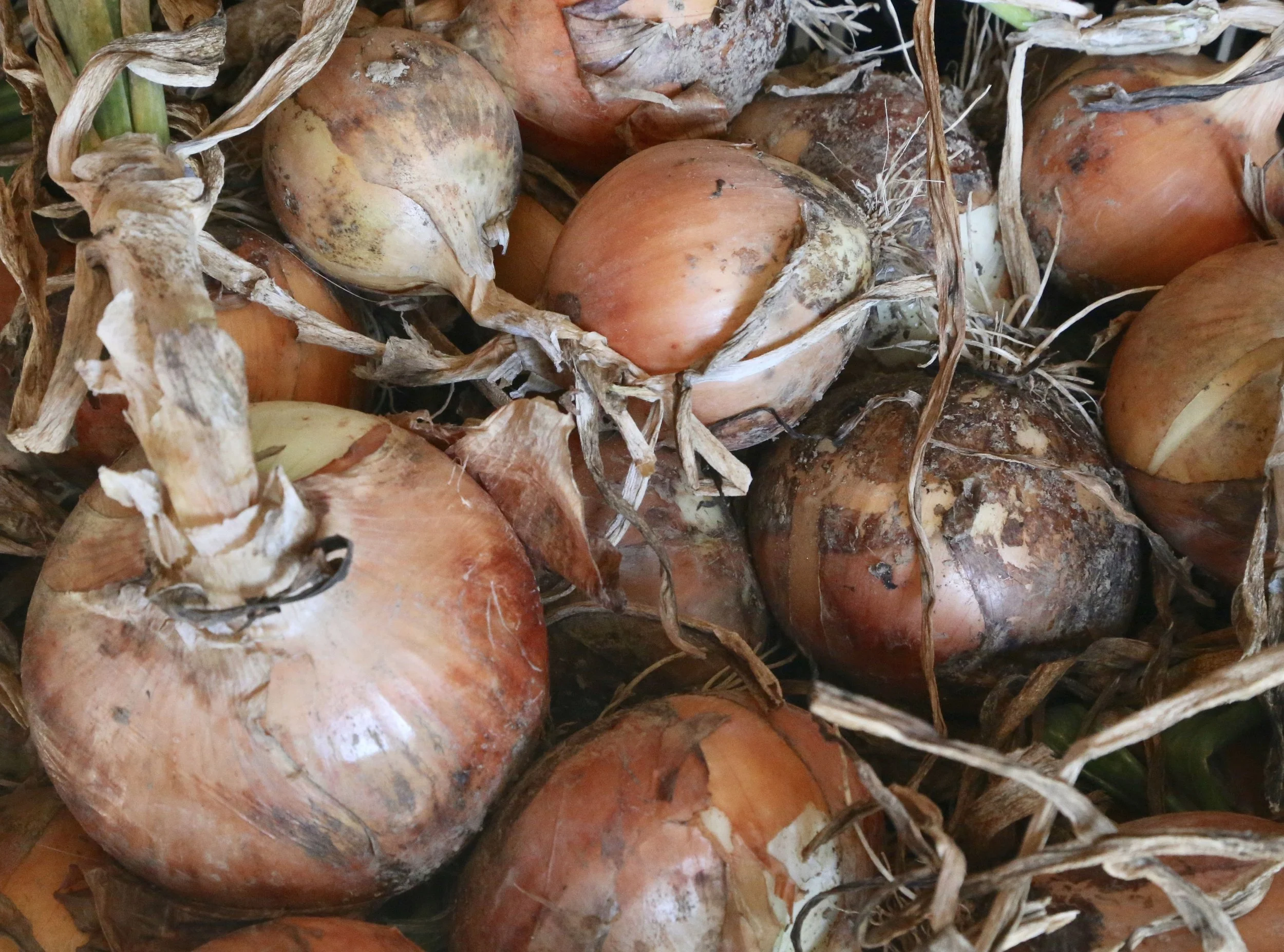 Onion Pull Party