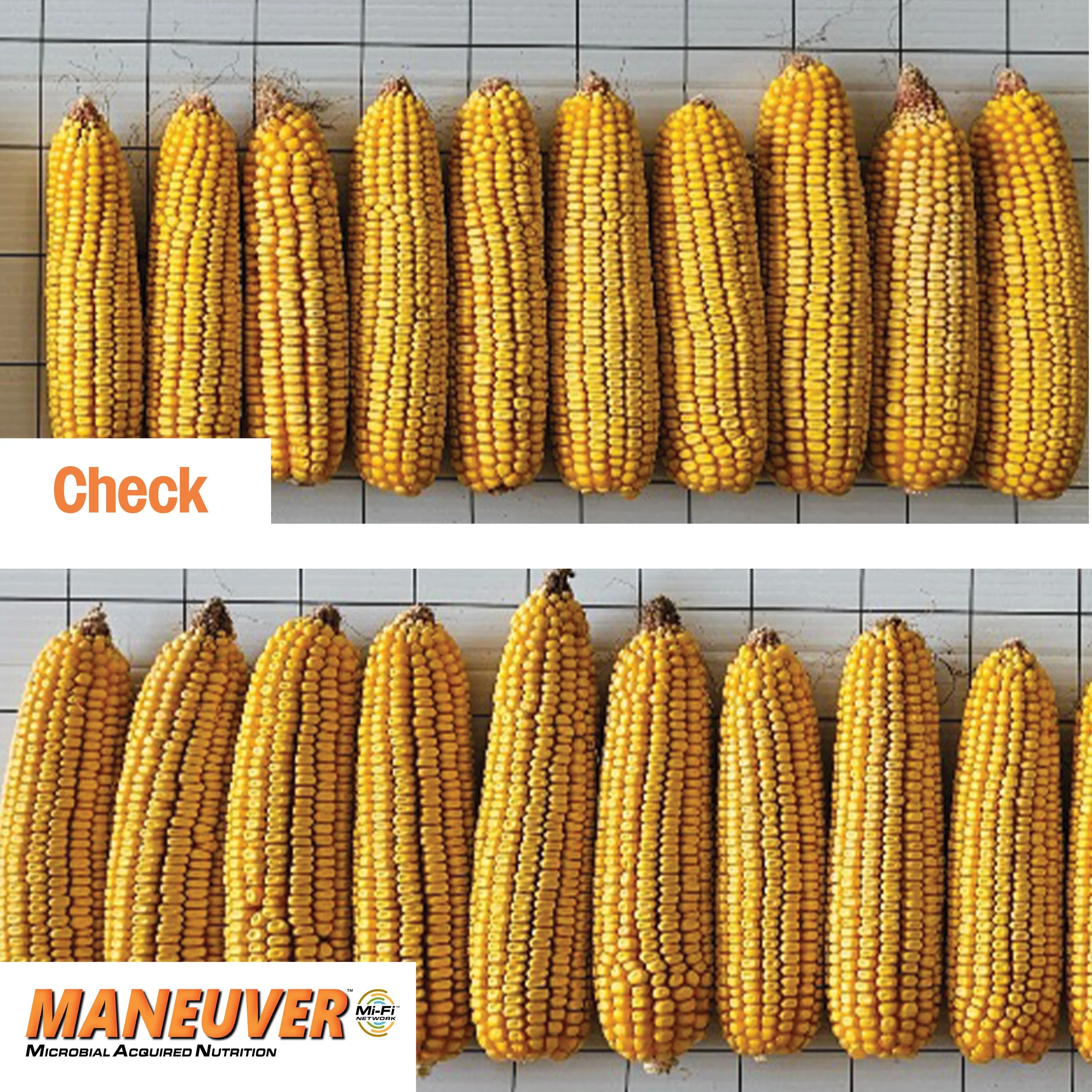 p11-NWIowa-FieldA-Corn-Corncobs.jpg