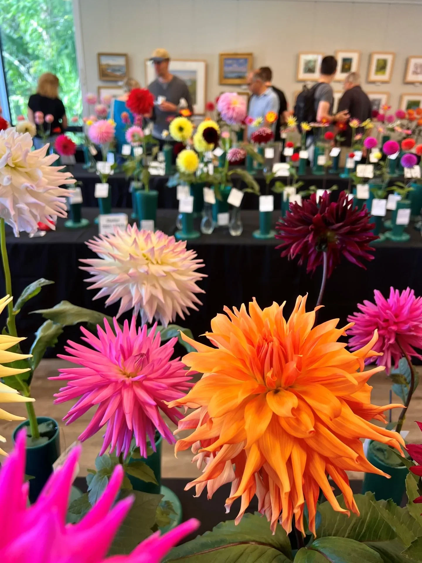 Dazzling Dahlia Show