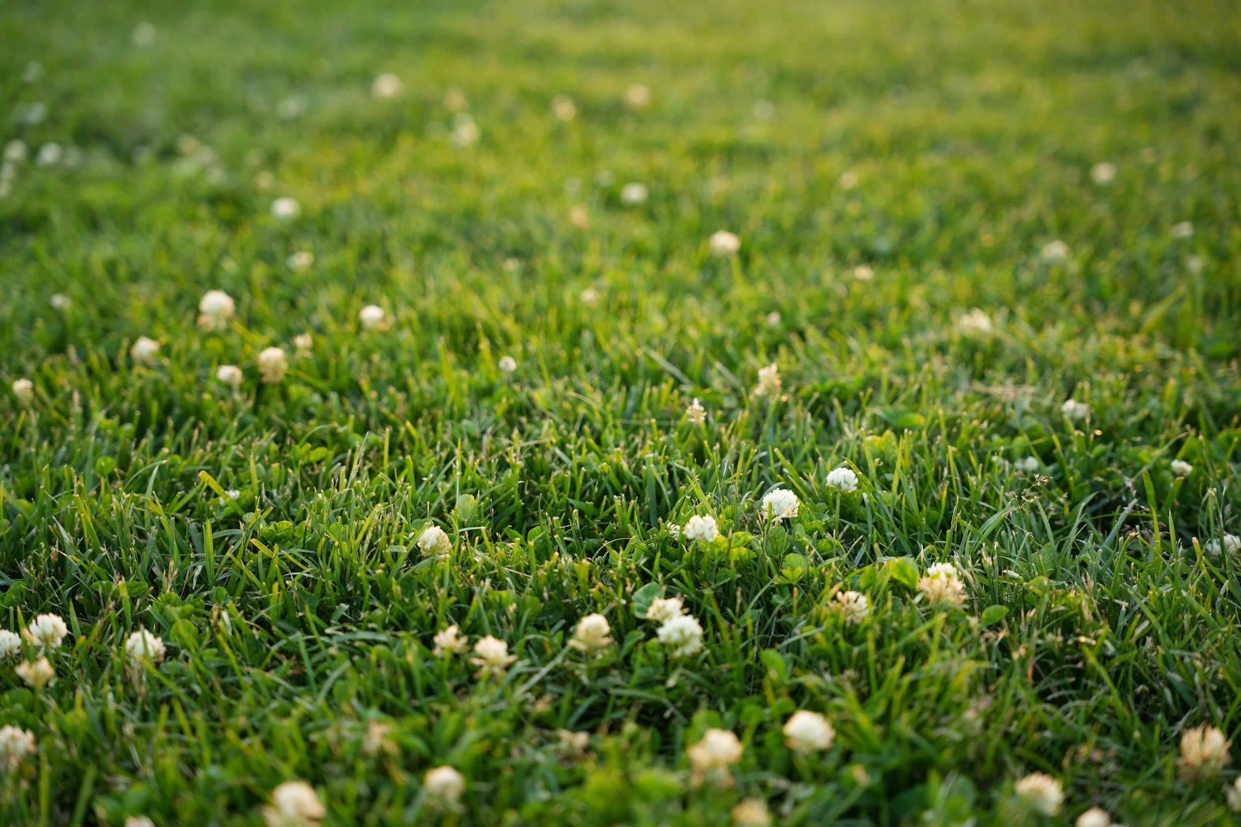 "Pollinators, Alternative Lawns, and Natural Gardening"