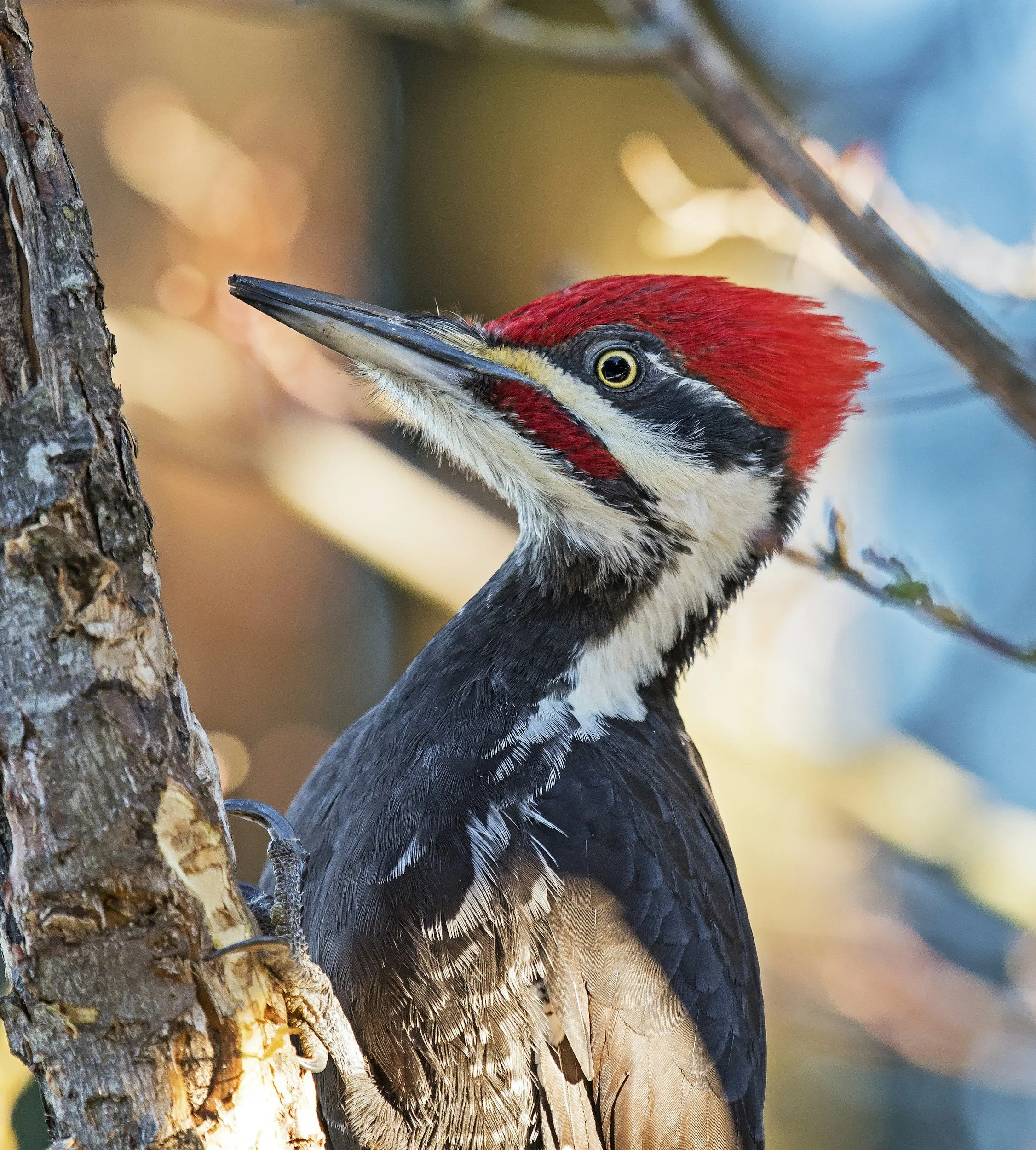 Woodpecker Walk