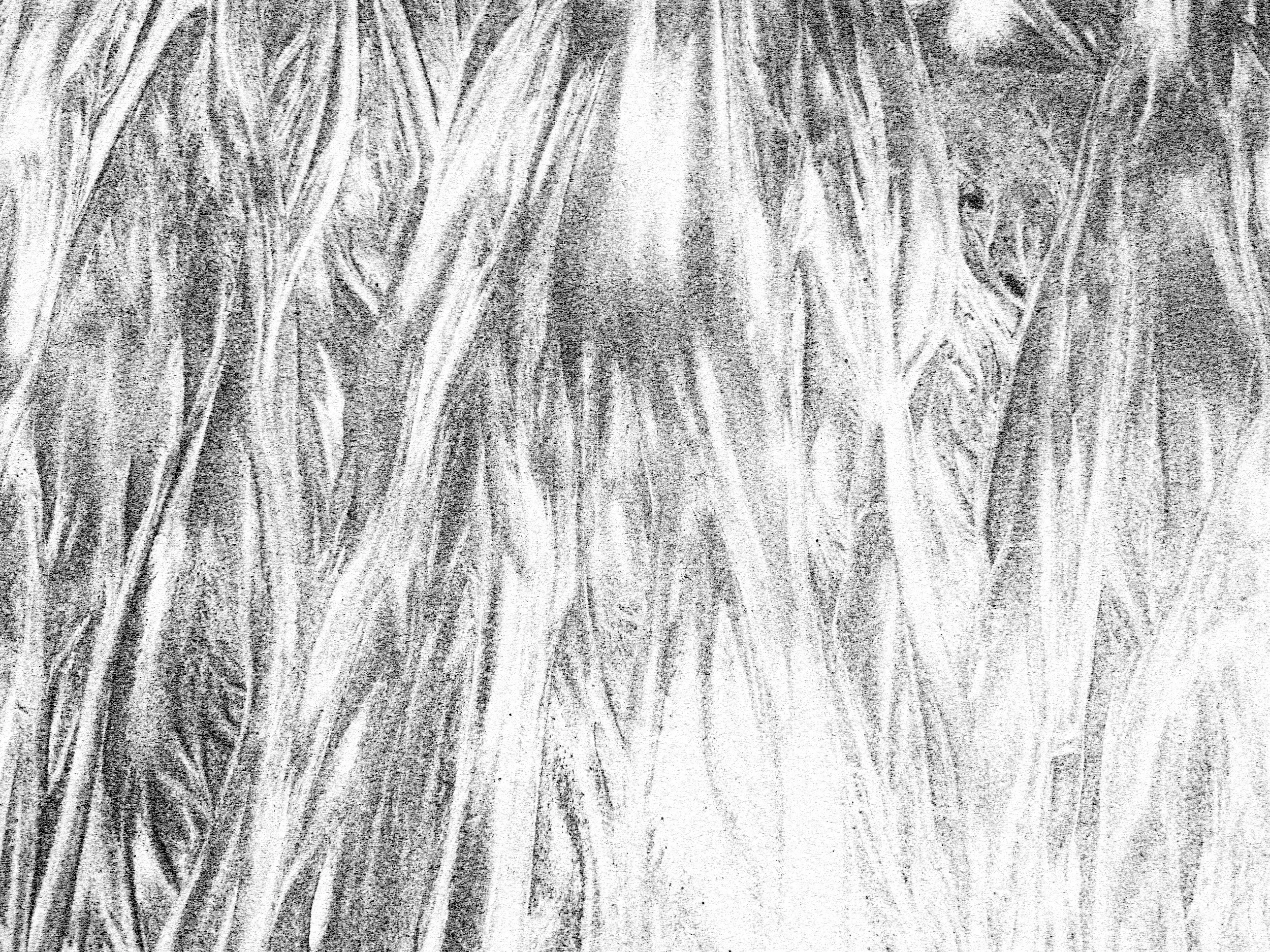 Close-up photograph of a forest floor covered with fallen leaves and tree roots, with sunlight streaming through the trees.