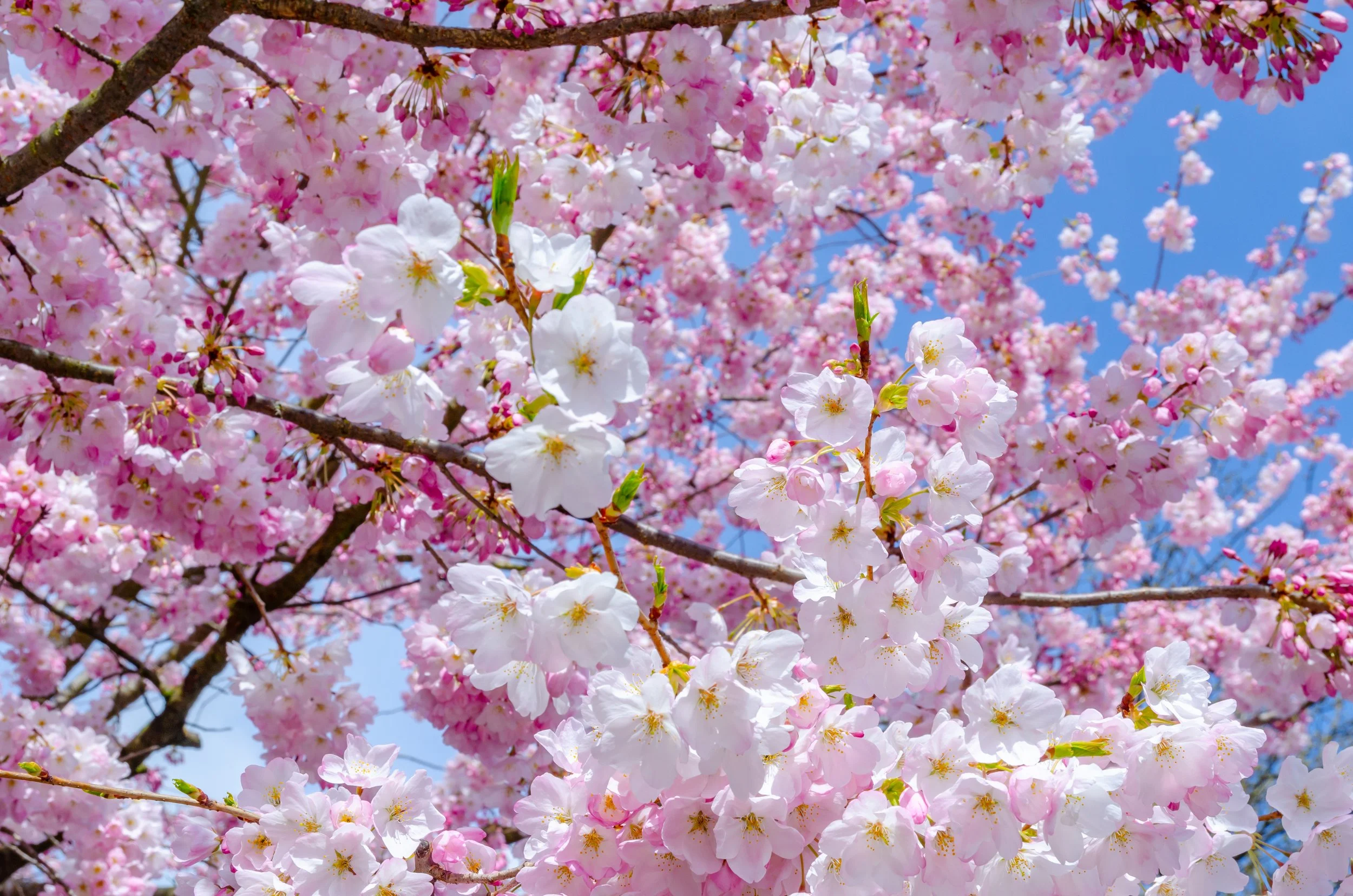AdobeStock_437619574.jpeg