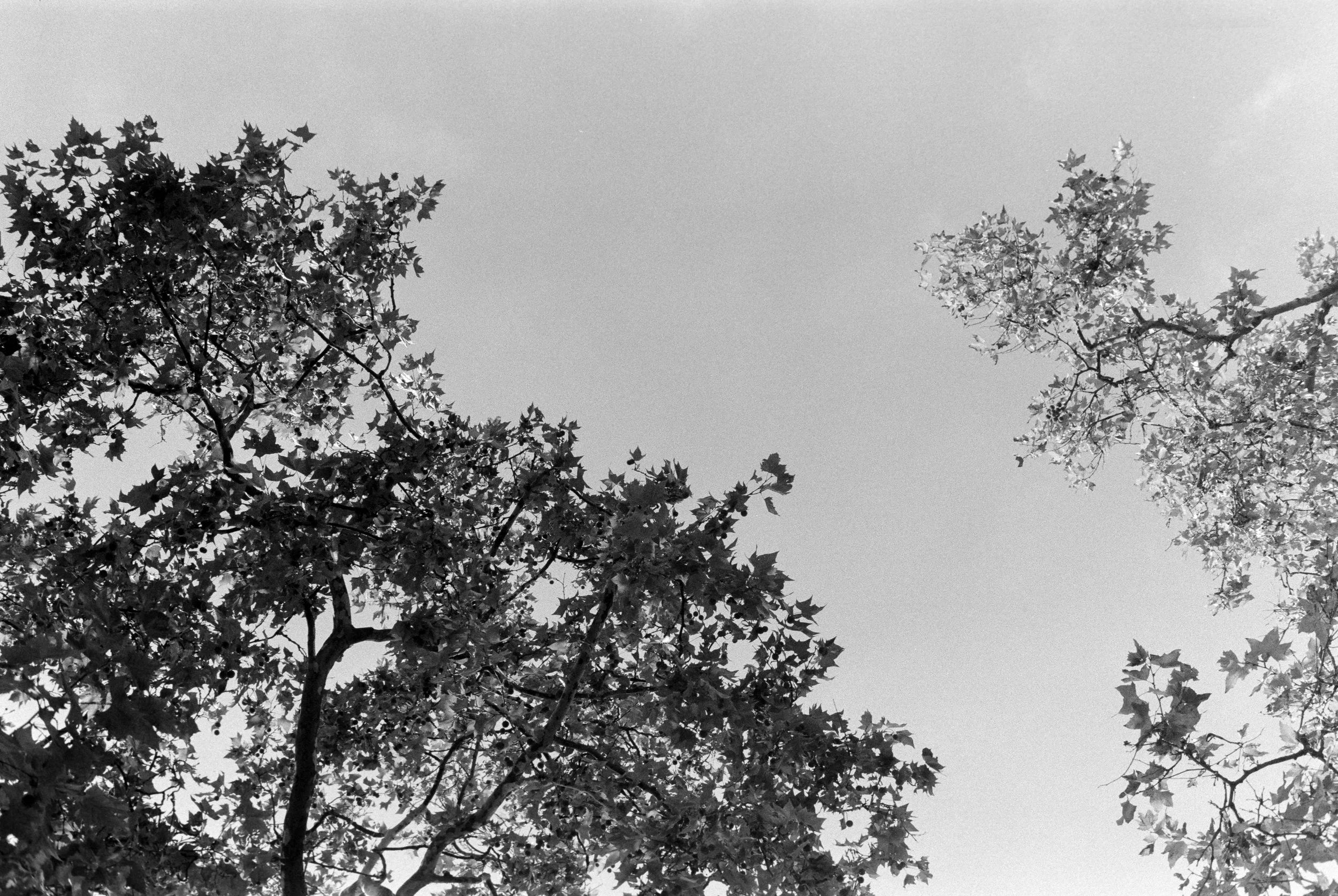 B&W - Film