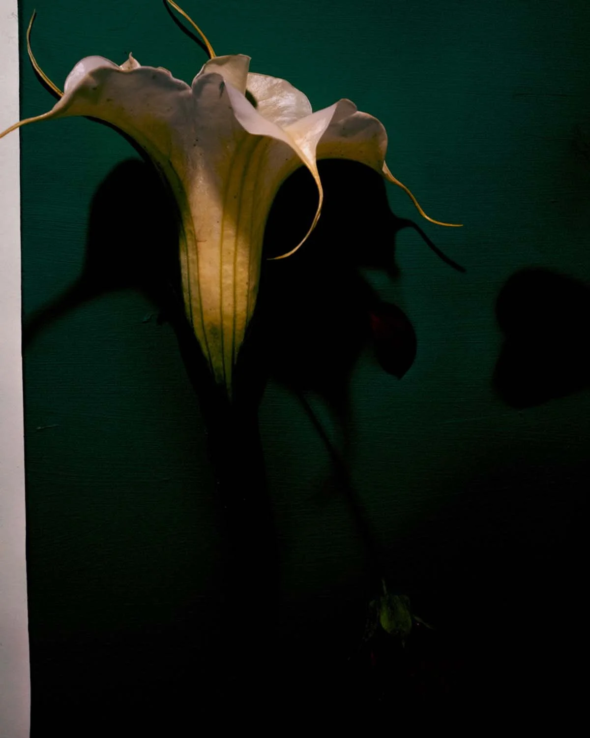 SillaVerde-DSC_0626.jpg
