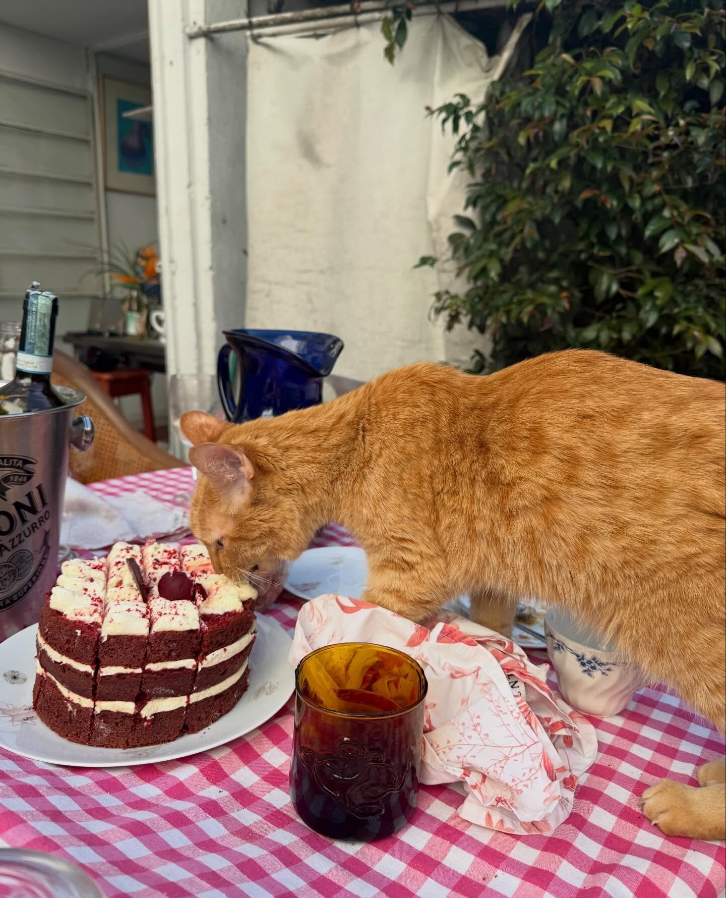 G o l o s a s

Como el gato concienzudo y sigiloso as&iacute; se va moviendo e insinuando siempre la amistad honda 🤍🤍🤍 . Deliciosa como pastel de crema. Irresistible y locuaz.