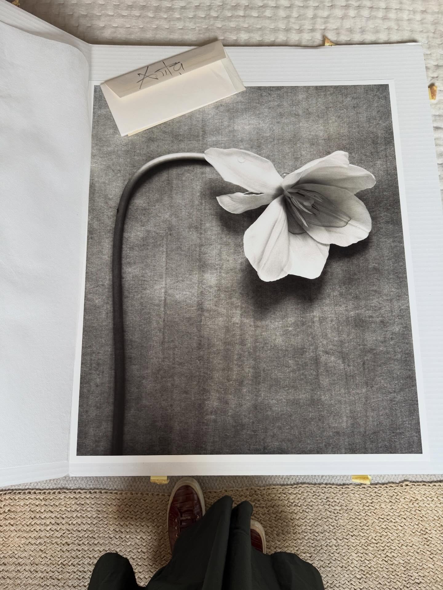 P e r l a

Una &ldquo;lily&rdquo; como nombra @anita_calero_arboleda a la flor que concentra su mirada fotogr&aacute;fica.

Una gota de roc&iacute;o temblorosa y fugaz adornando el p&eacute;talo.

Un instante elaborado con mano obstinada y esp&iacute