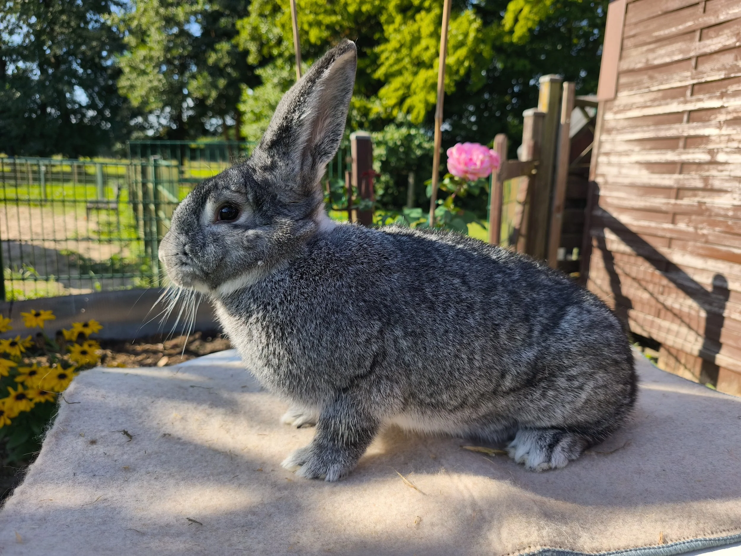 Großchinchilla 0.1 mit 96,5 Pkt von Friedrich Behncke