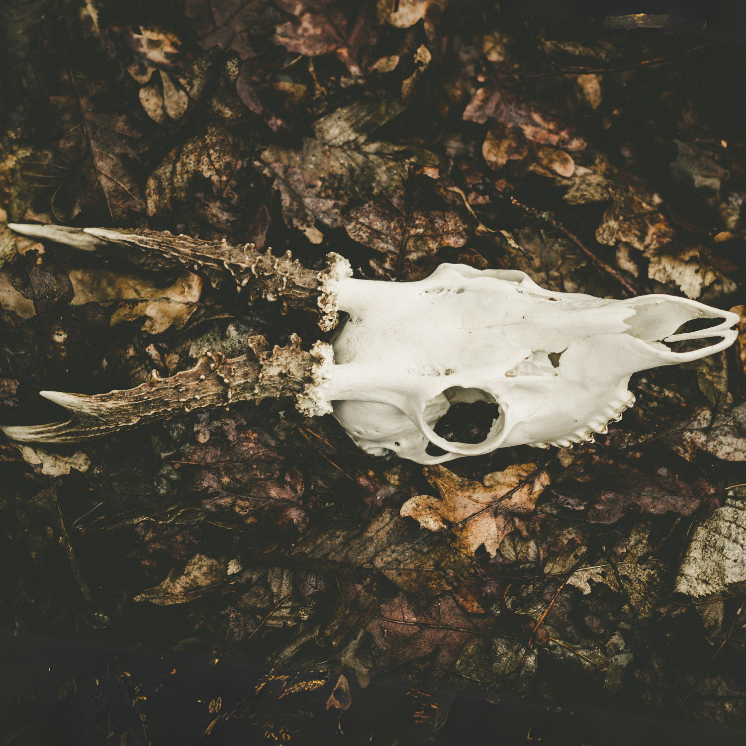 animal skull.png