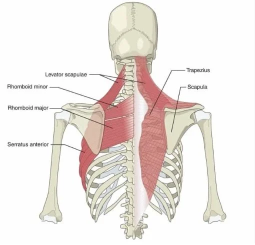 scapular stabilizer muscles