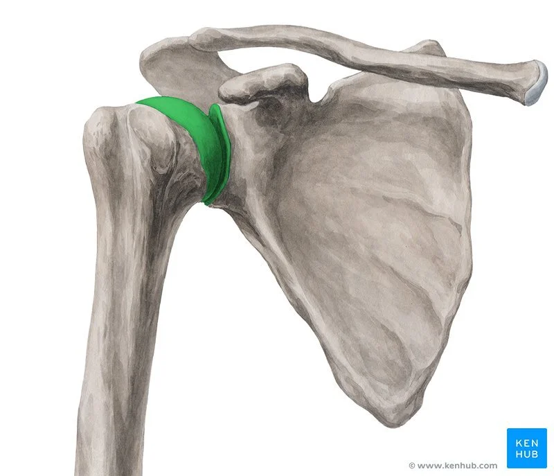 glenohumeral joint