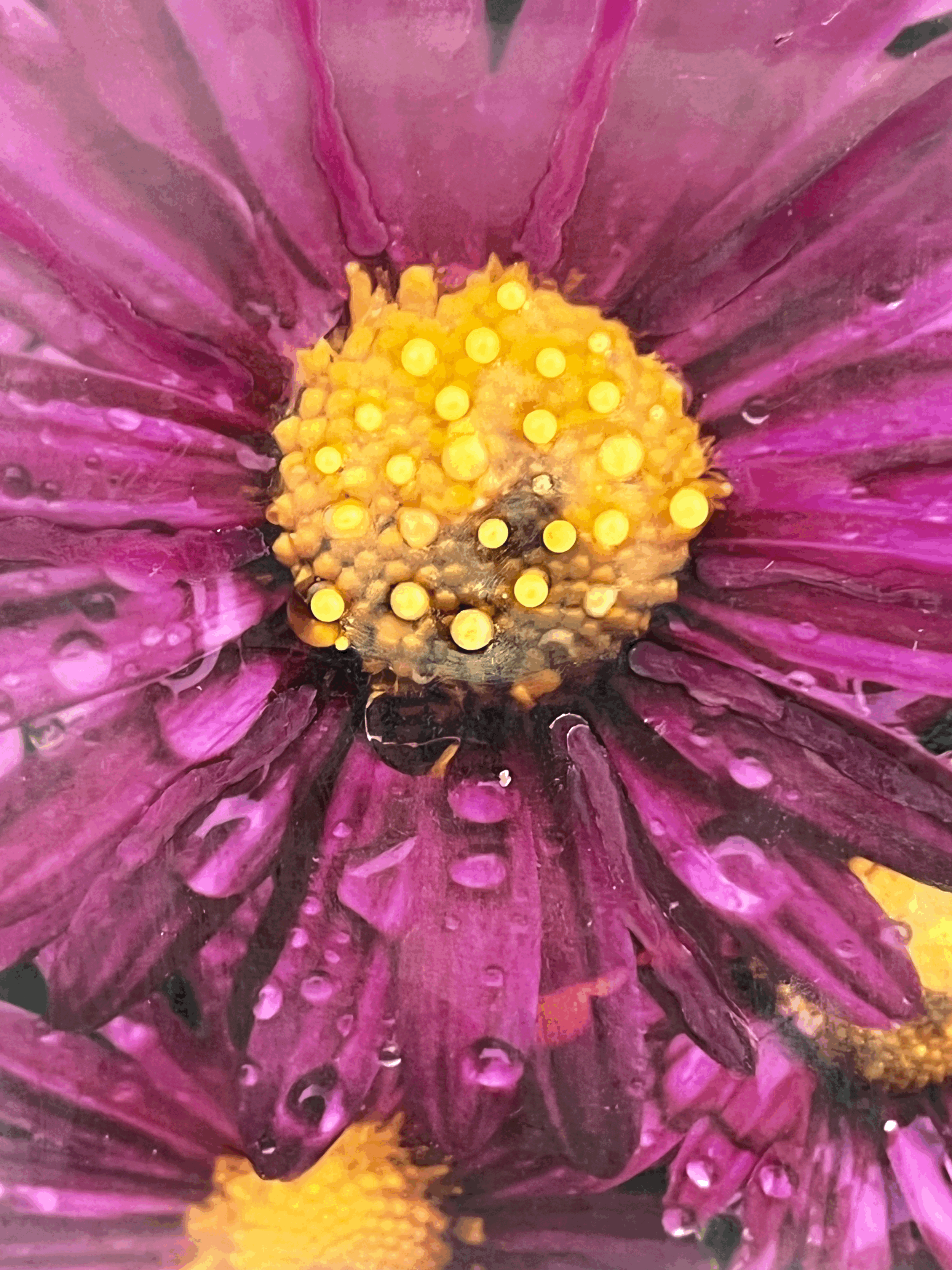 Blossom and Beads