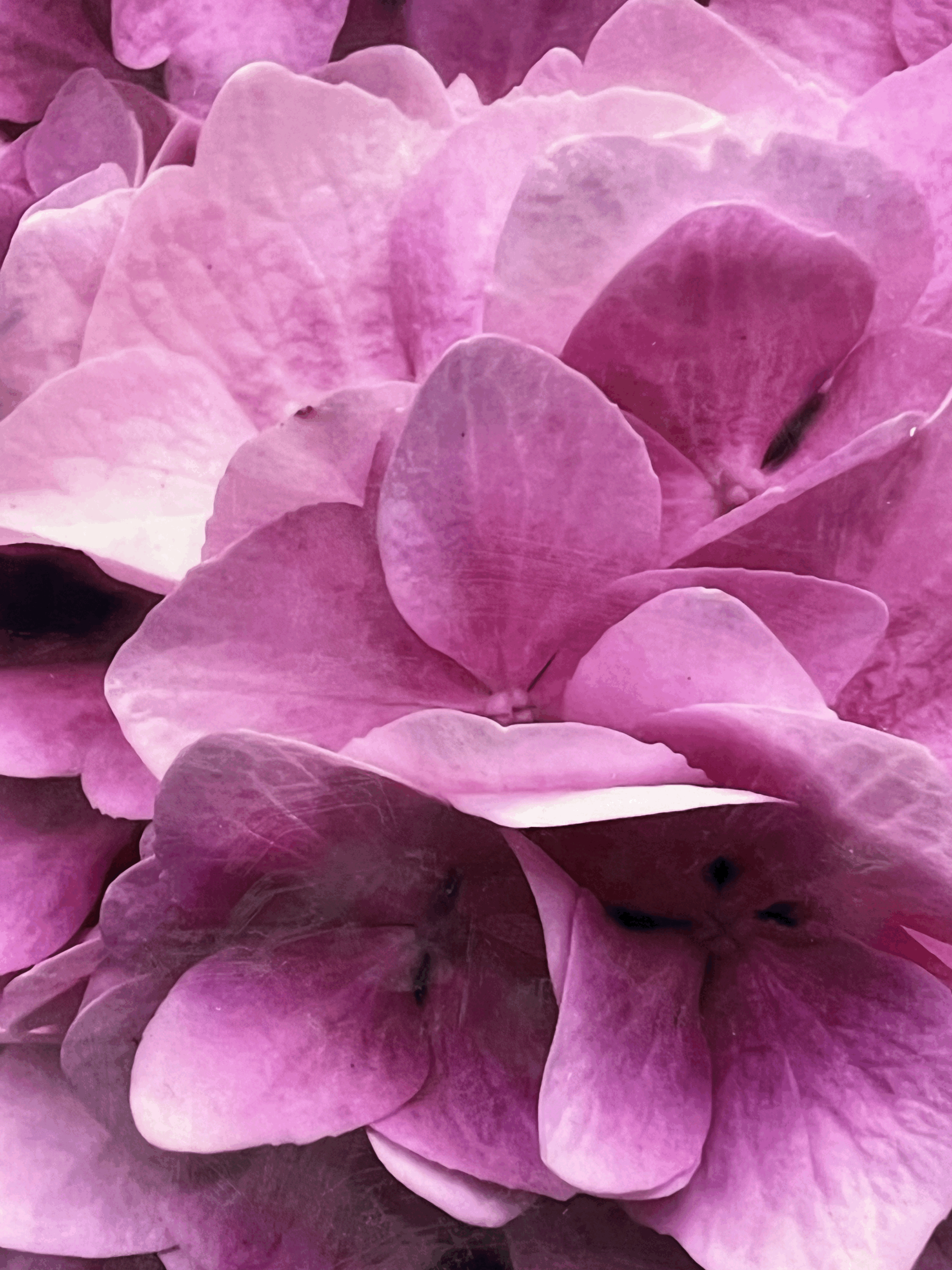 Pink Harmony