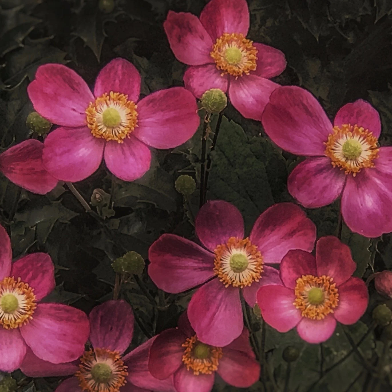 LG9_2019_11_November_THERE IS BEAUTY IN WHAT'S TRUE.jpg