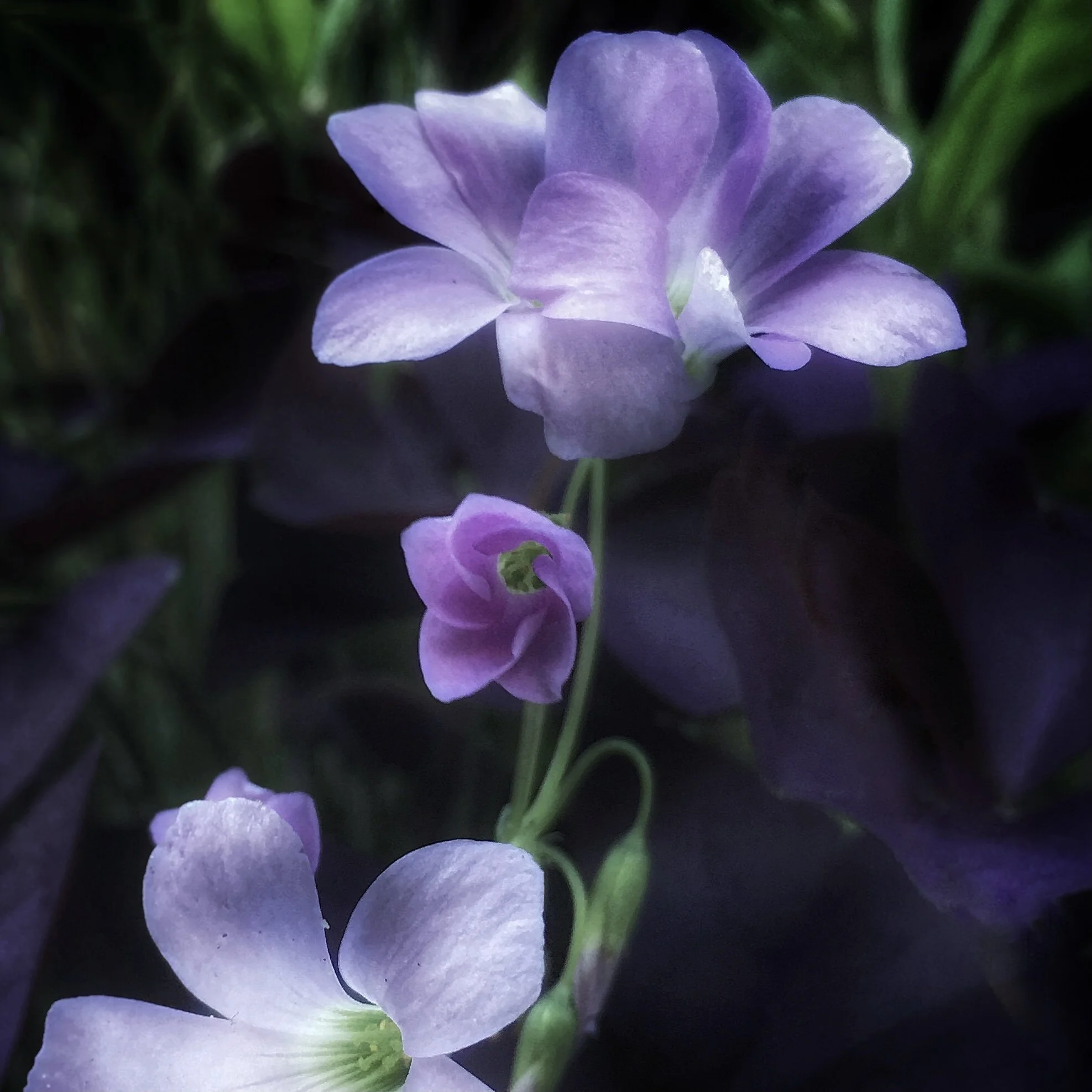 P5_2022_July_FIRST BORN.jpg