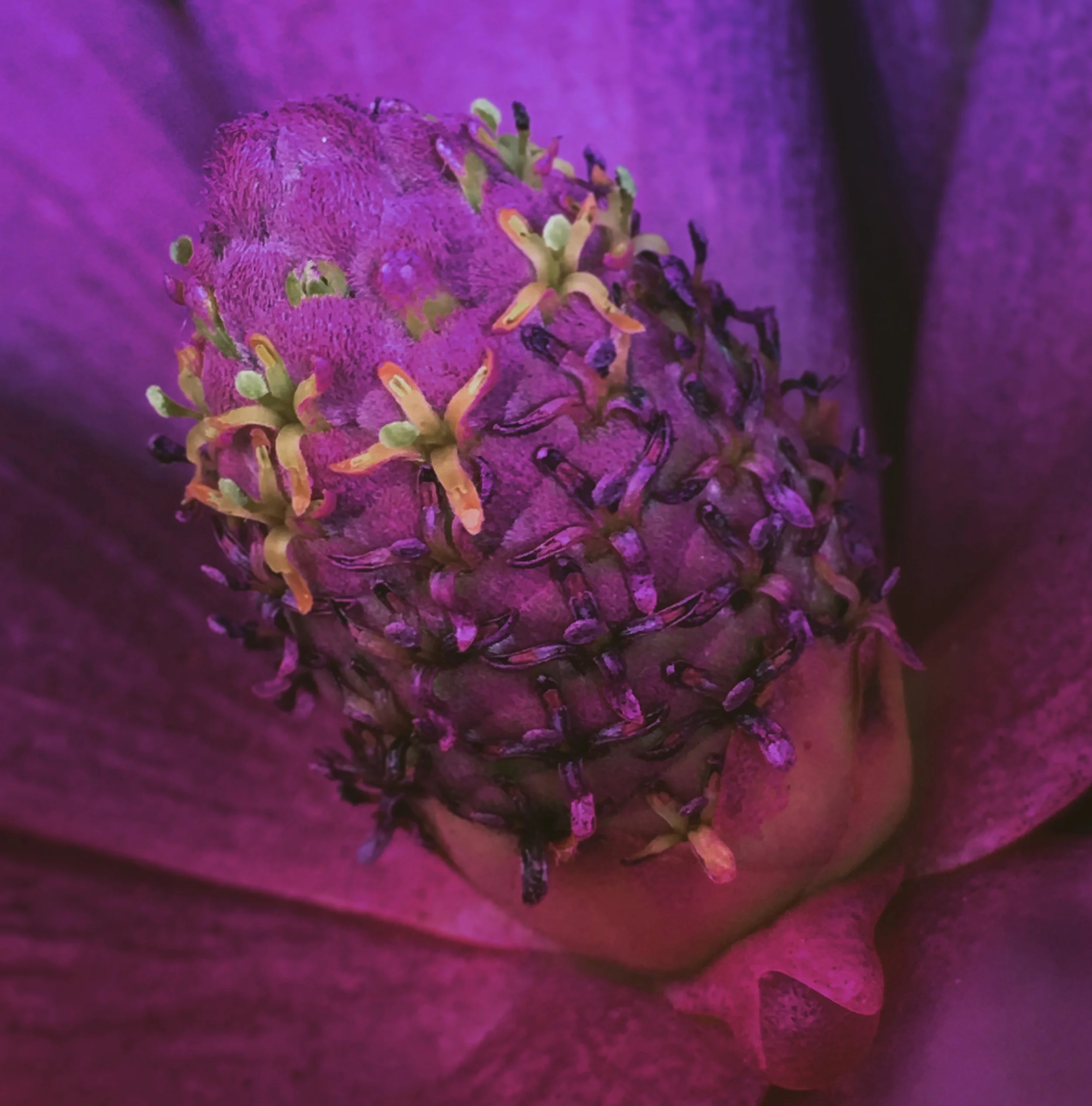 Y1_2018_07 July IMG_4990_BREATHE IN THE RICHNESS.jpg