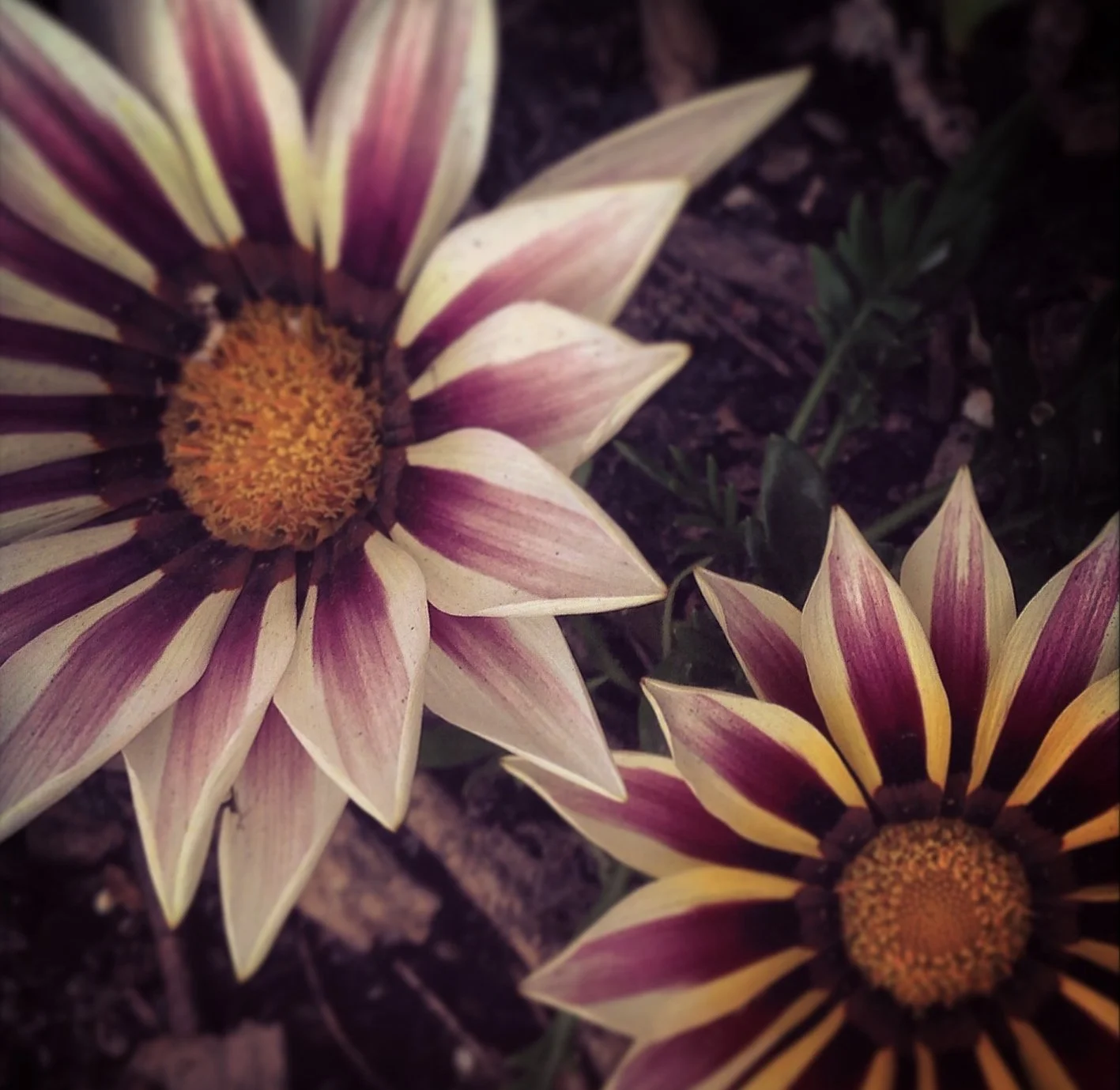 P9_2018_04 April IMG_2628_SPRING FLING.jpg