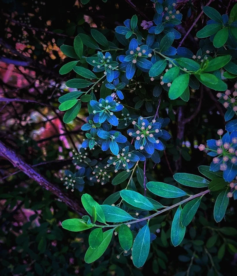 LG19_MAY 2024_Fractal.jpeg