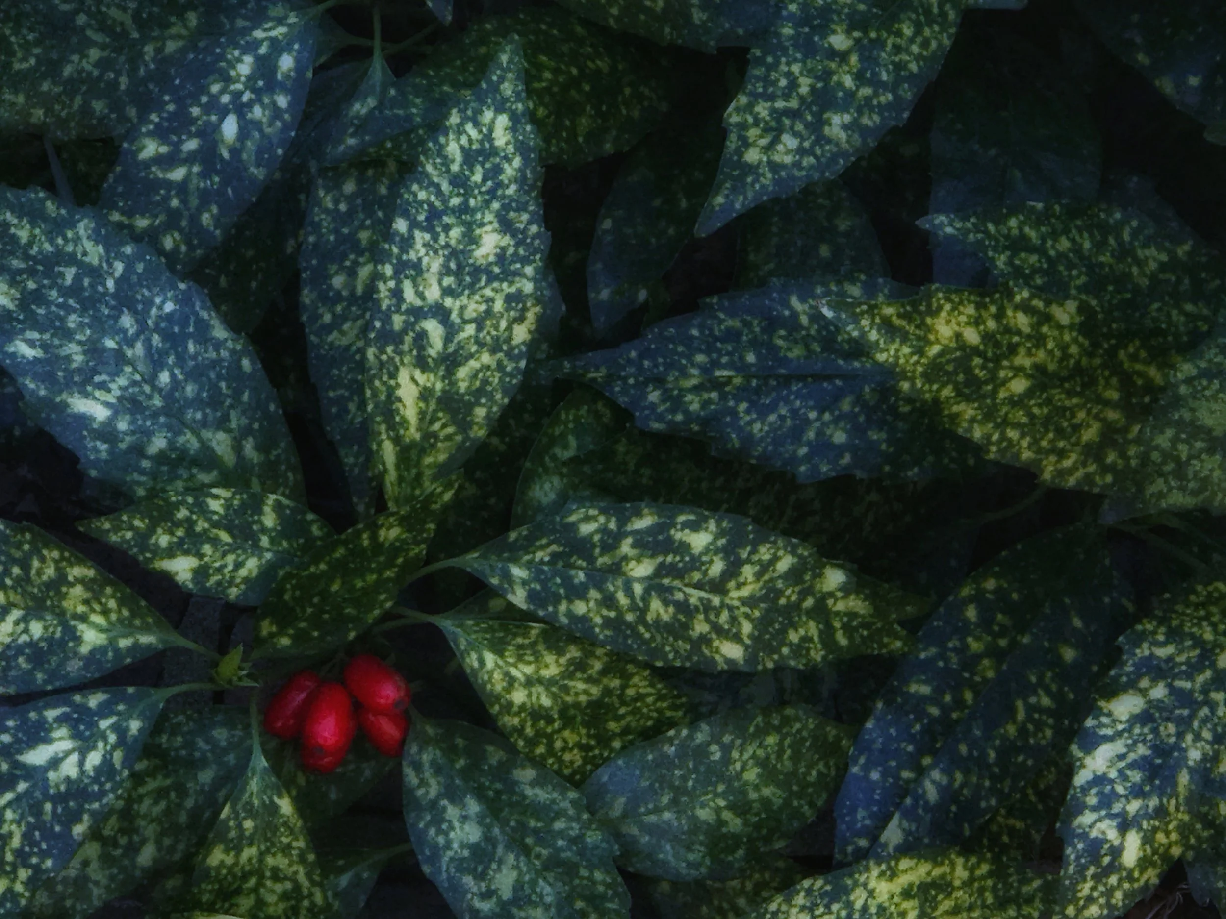 DG10_2021_12_YOU CAN MANIFEST YOUR BIGGEST DREAMS.jpeg