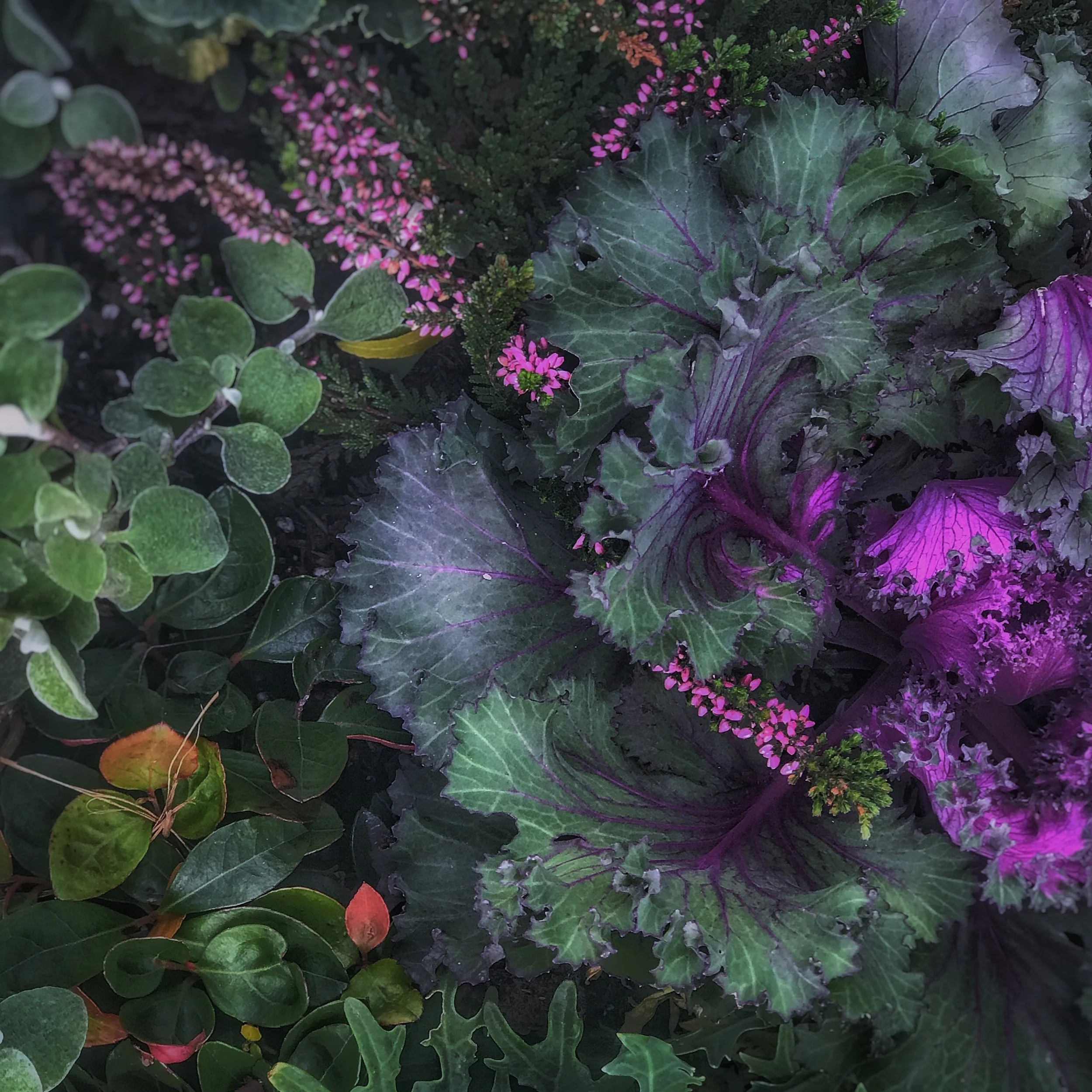 LG12_2020_11_IMG_4138_STEP BACK AND EXPAND YOUR POINT OF VIEW.jpg