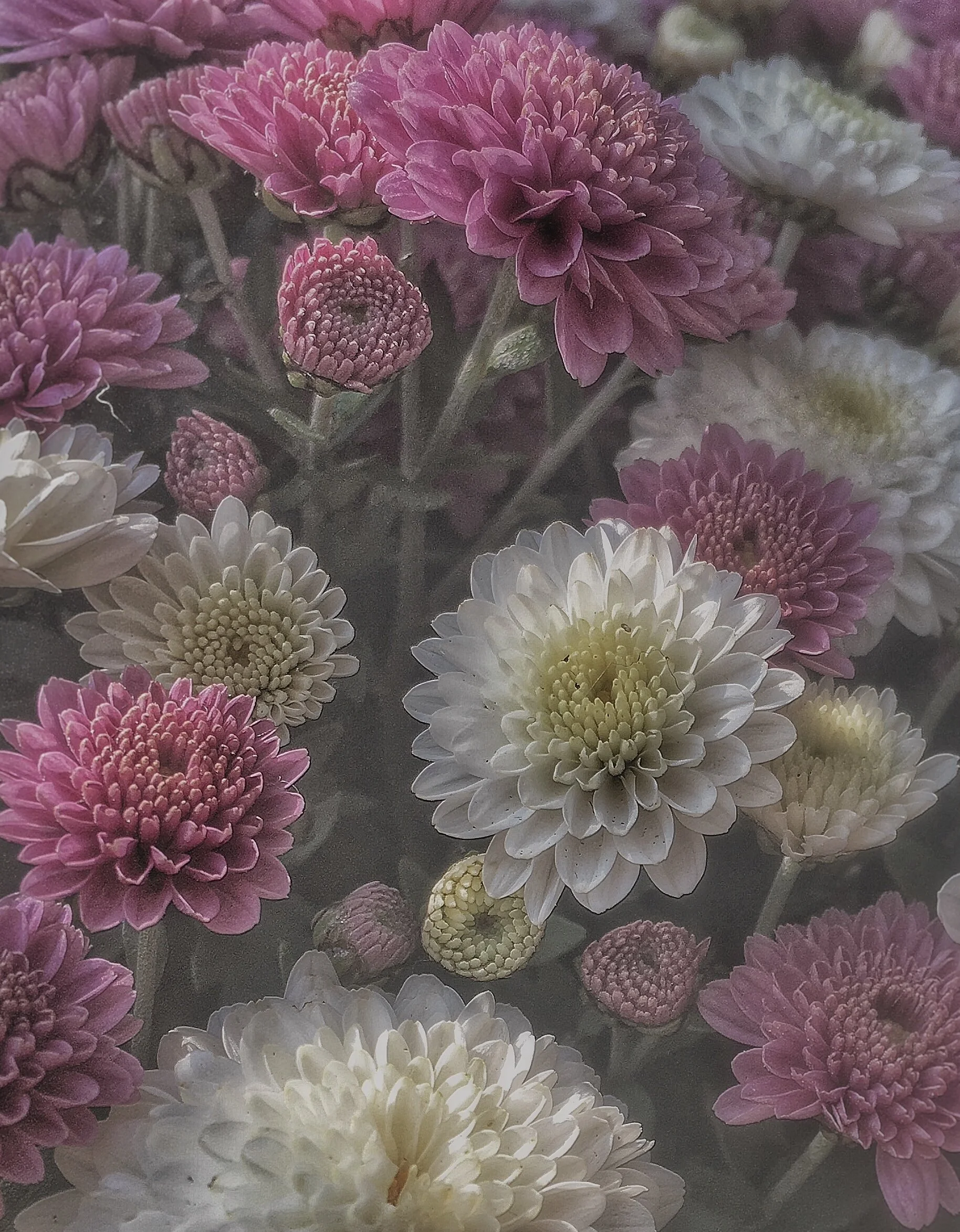 DG08_2018_08 August IMG_8840.LET THE LIGHT IN.JPG