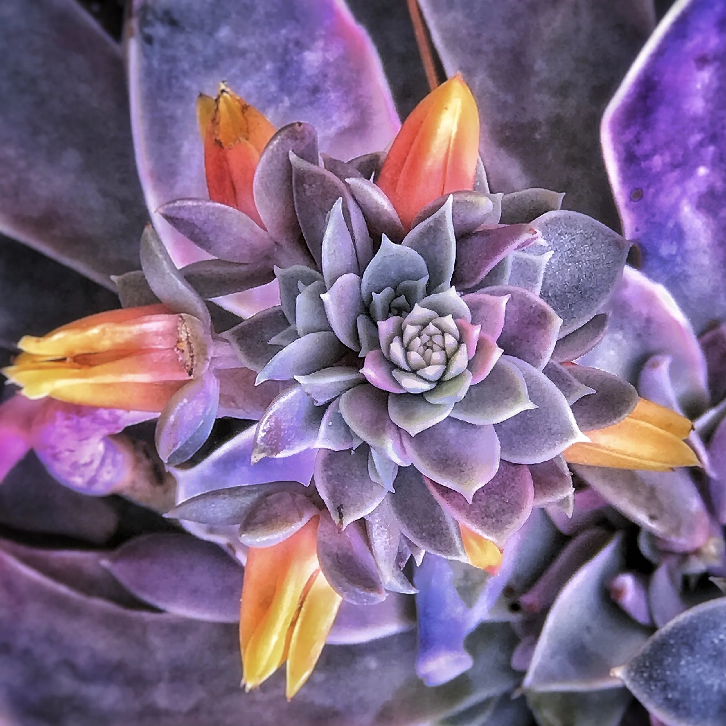 P6_2022_May_AGELESS BEAUTY.jpg