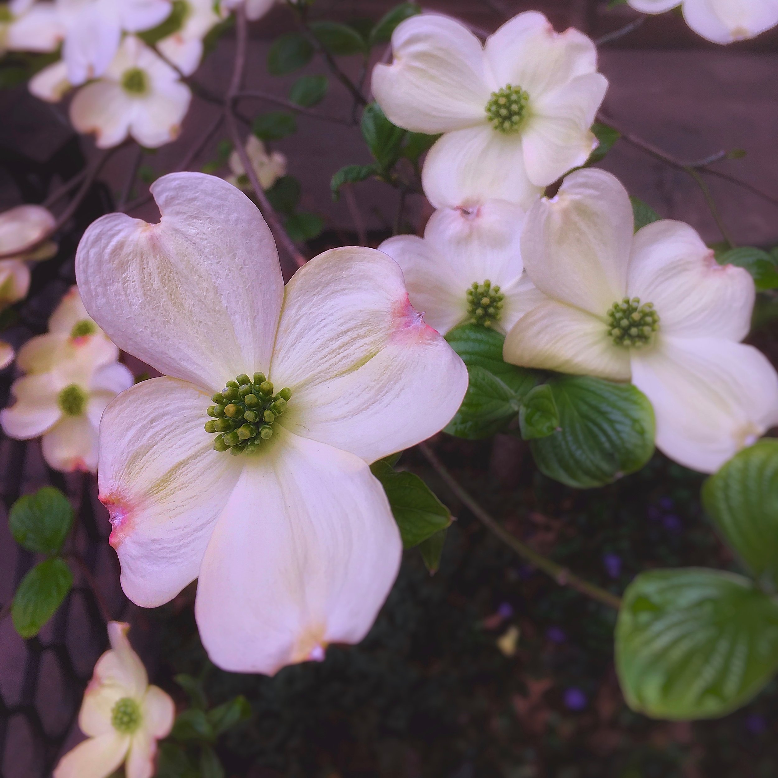 P7_2019_04_April_YOU ARE SO BEAUTIFUL.jpg