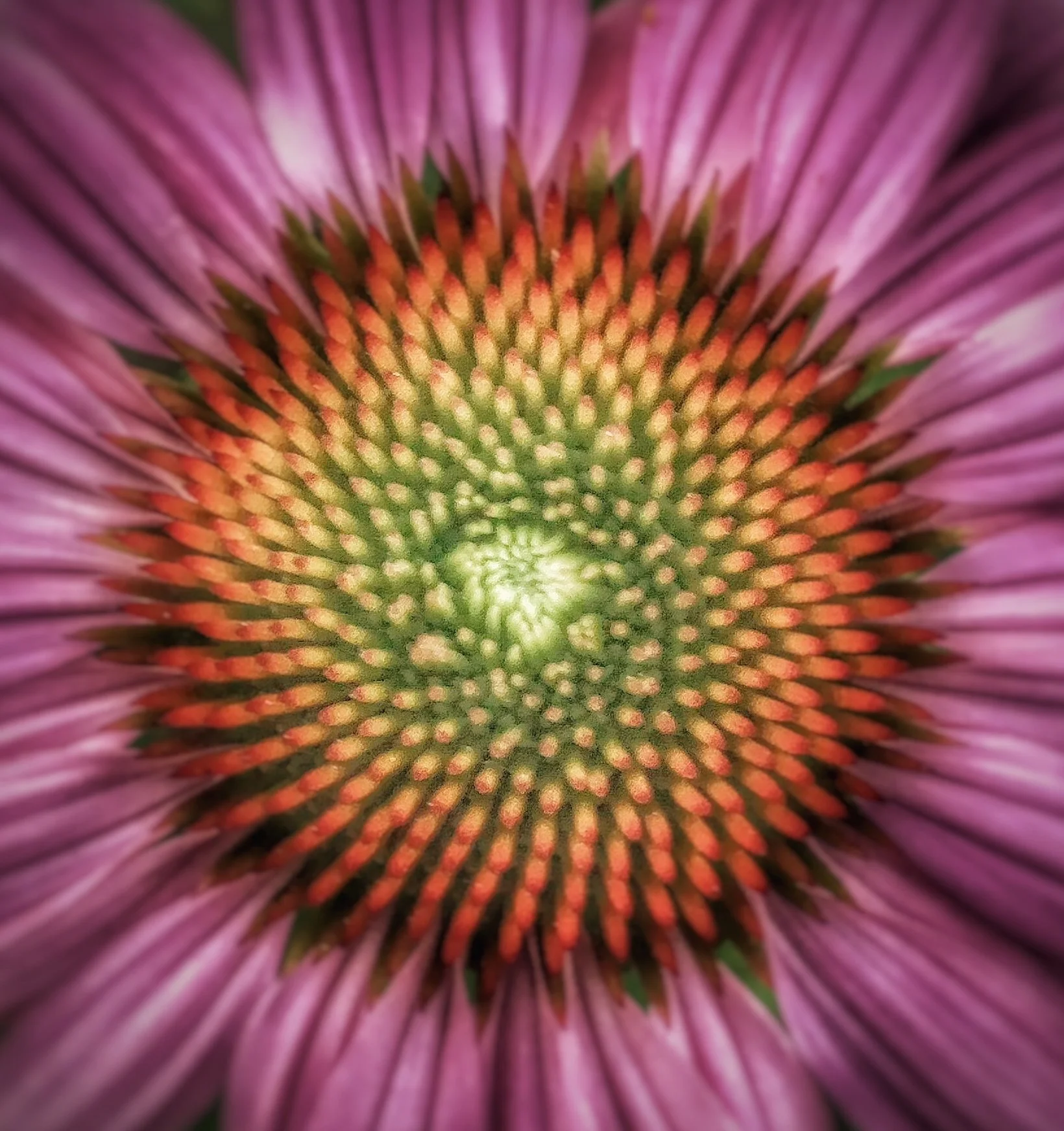 Y3_2018_06 June IMG_7828_FALL INWARD.jpg