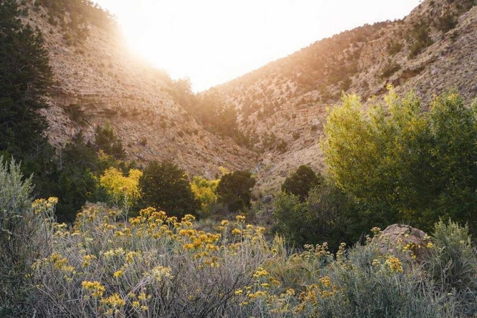 Why Most DIY Elk Hunters Go Home Empty (And How Private Land Changes Everything)