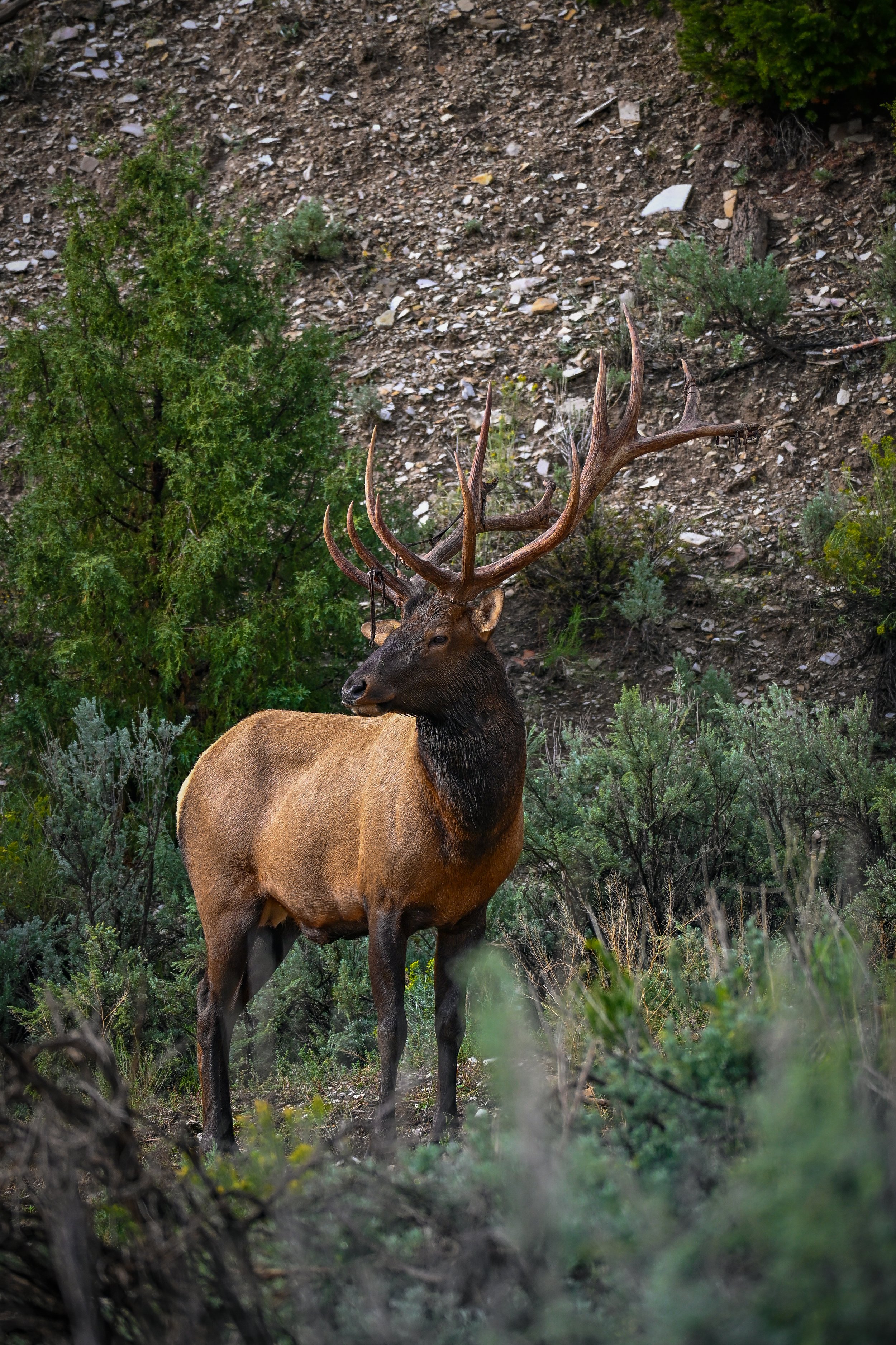 A male elk with large antlers standing among green bushes and trees on a rocky hillside.