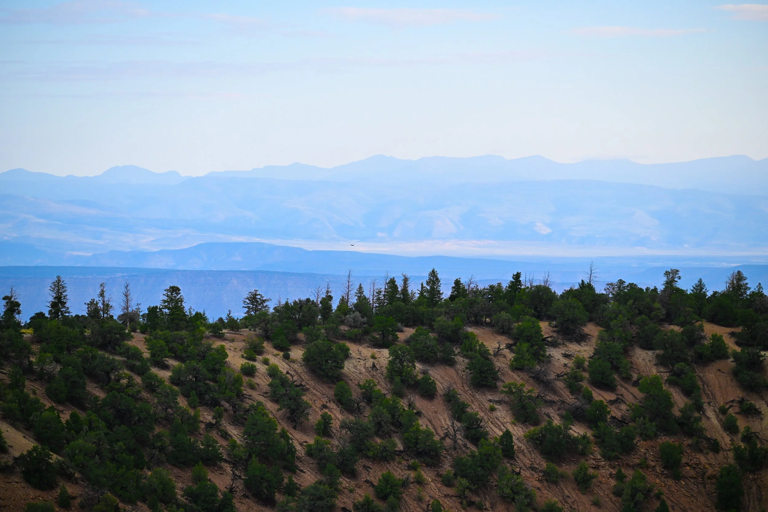 Mountains in the distance with a forested hillside in the foreground.