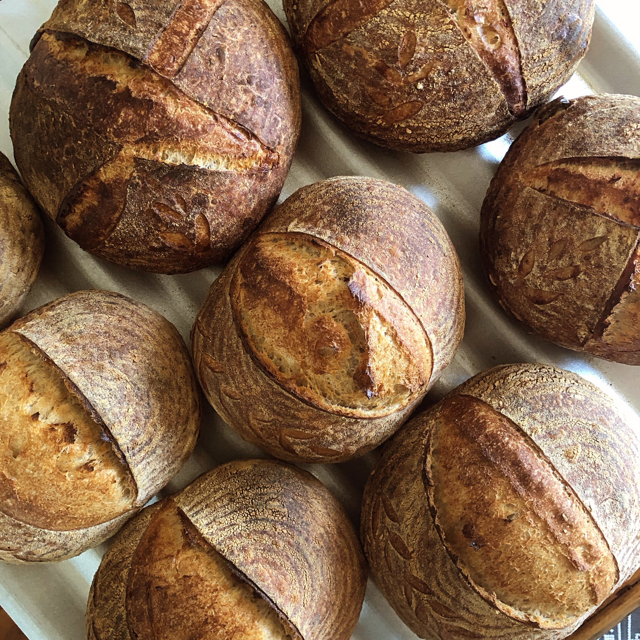 Types of Wheat: What I Use