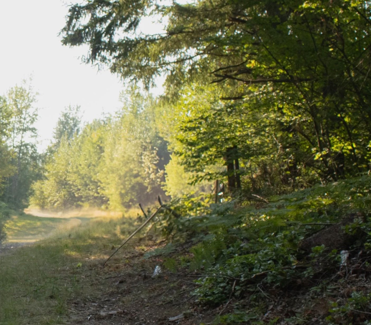 Trees and a dirt road with a broken fence, annette marie photography, fantasy photography.
