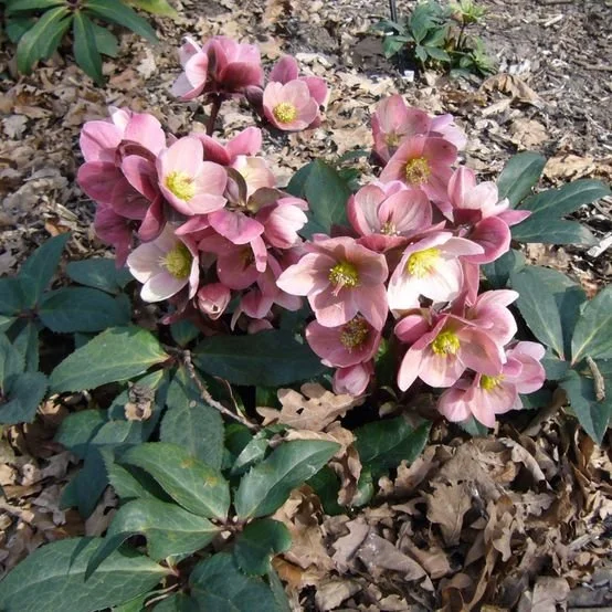 csm_schneerose_pink_frost_beet_4de68ca663.jpg