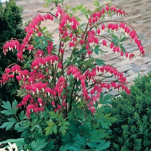 52922-52922-image-52922-bleeding hearts.jpg