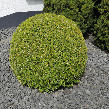 Sprinter-Boxwood-430x430.png