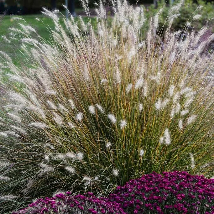 hameln-fountain-grass-pennisetum-alopecuoides-garden.jpg
