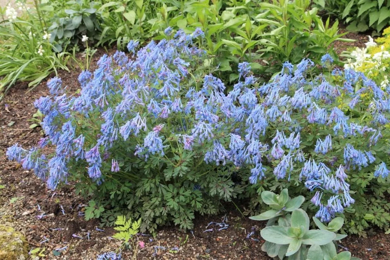 corydalis-curviflora-rosthornii-blue-heron-blauer-lerchensporn.jpg