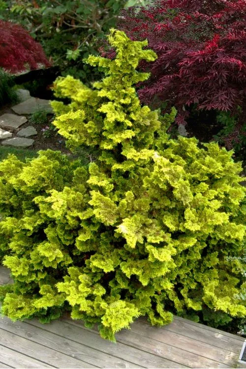 chamaecyparis-obtusa-verdoni-hinoki-cypress-5.jpg