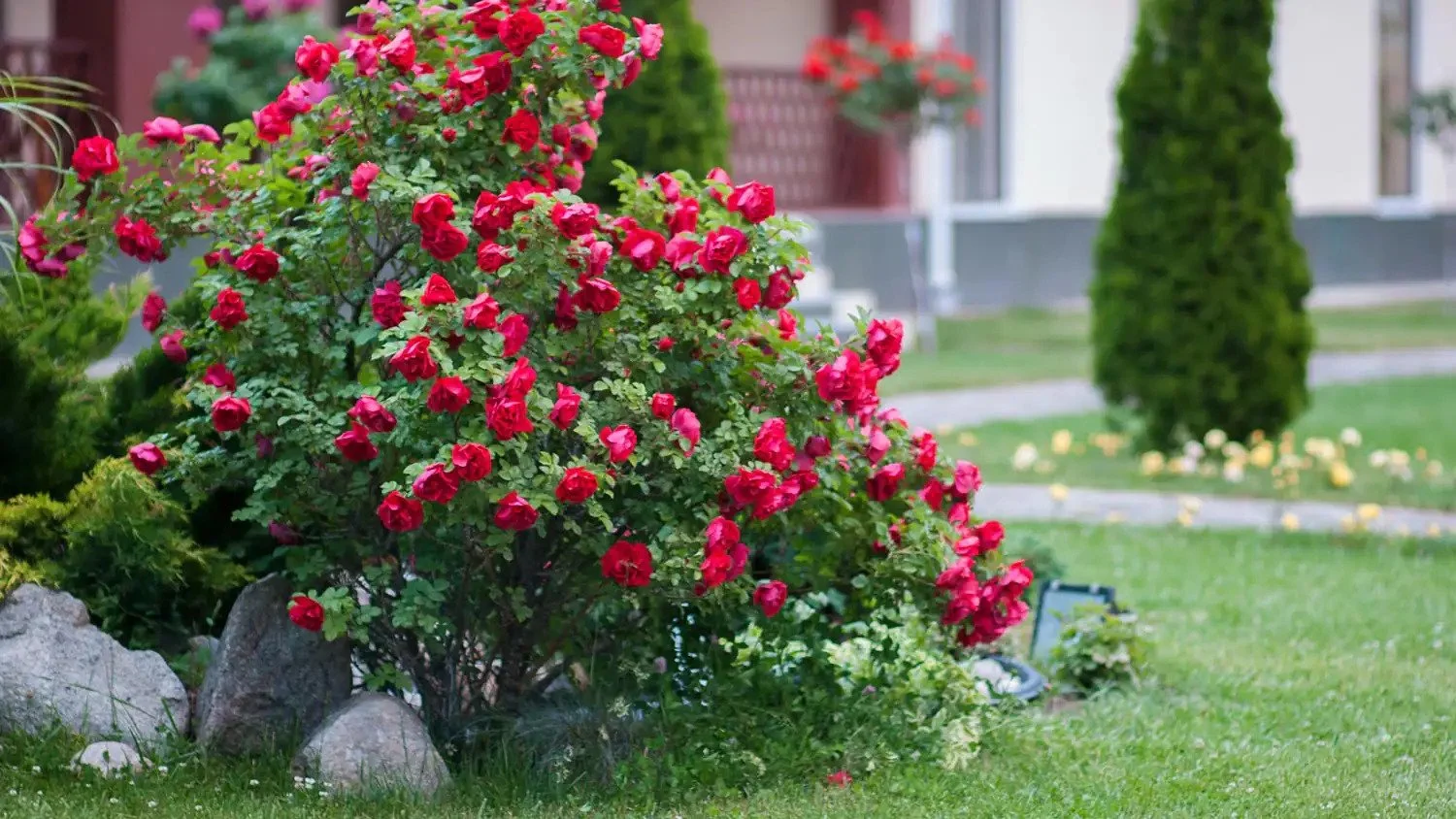 red-rose-bush-front-yard.jpg