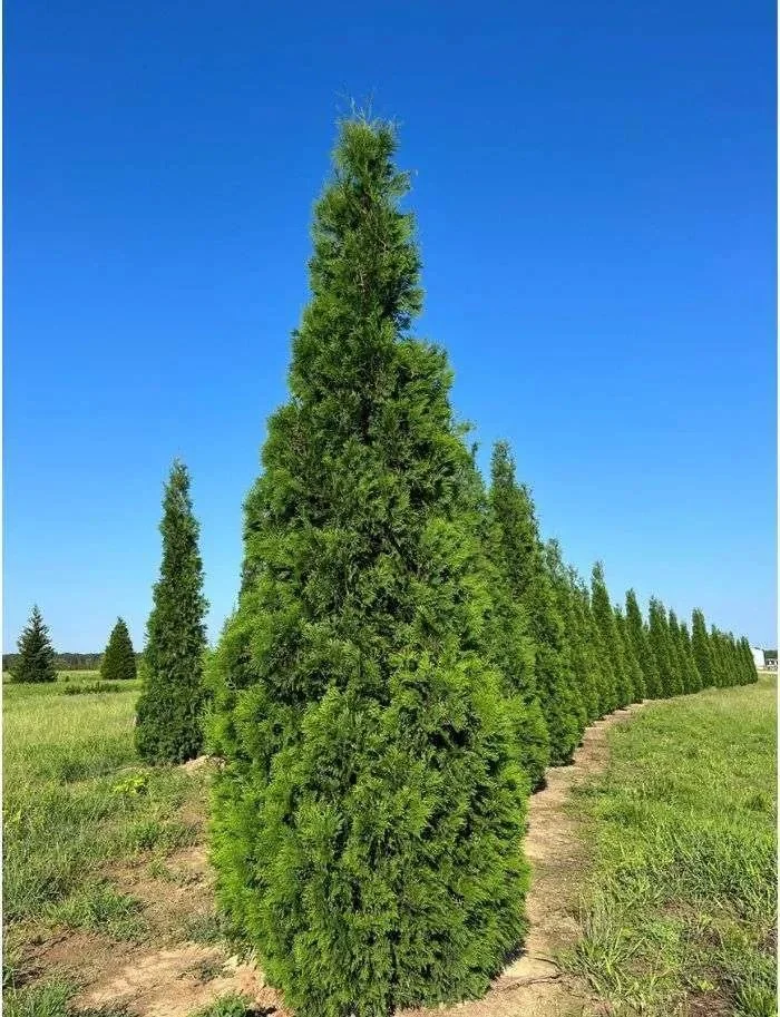 Wintergreen_Arborvitae.jpg