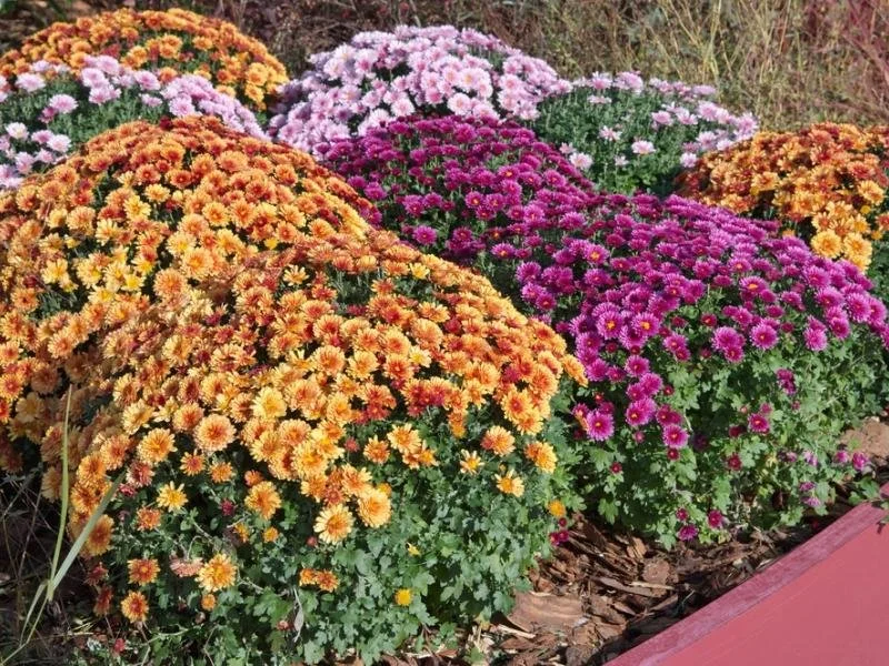 how_to_get_your_chrysanthemum_blooms_to_last_longer__large.jpg