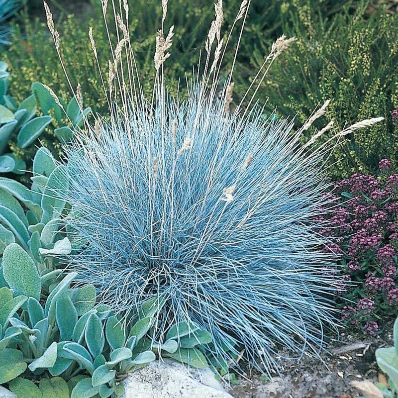 festuca-glauca.jpg